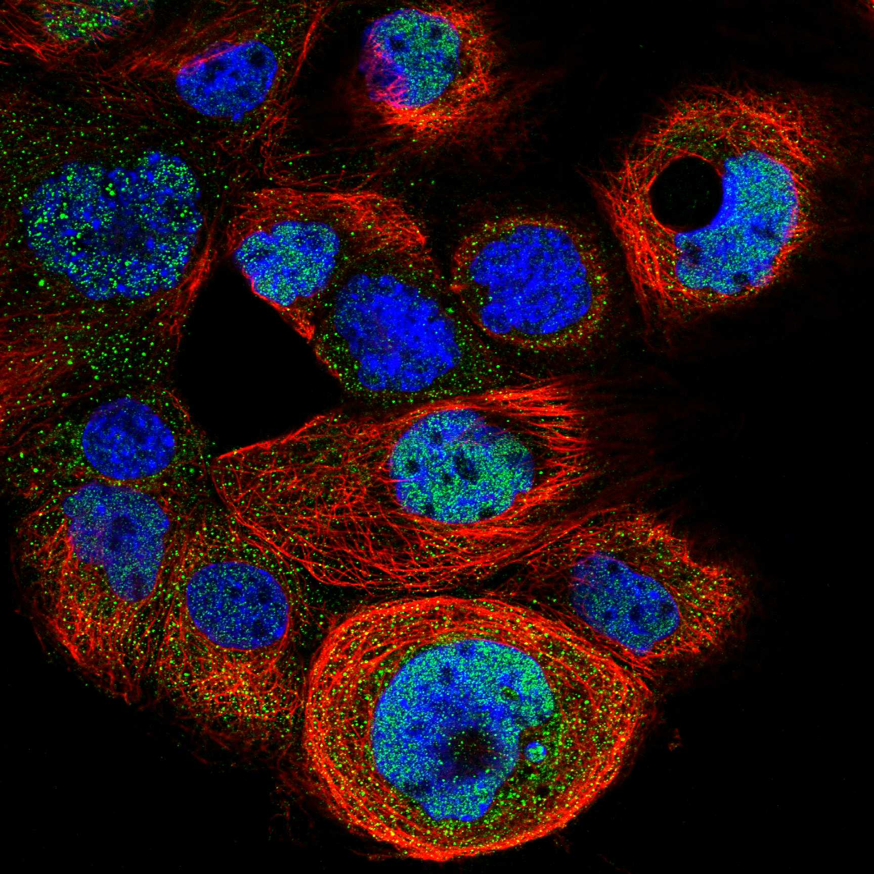 EMP2 fluorescence