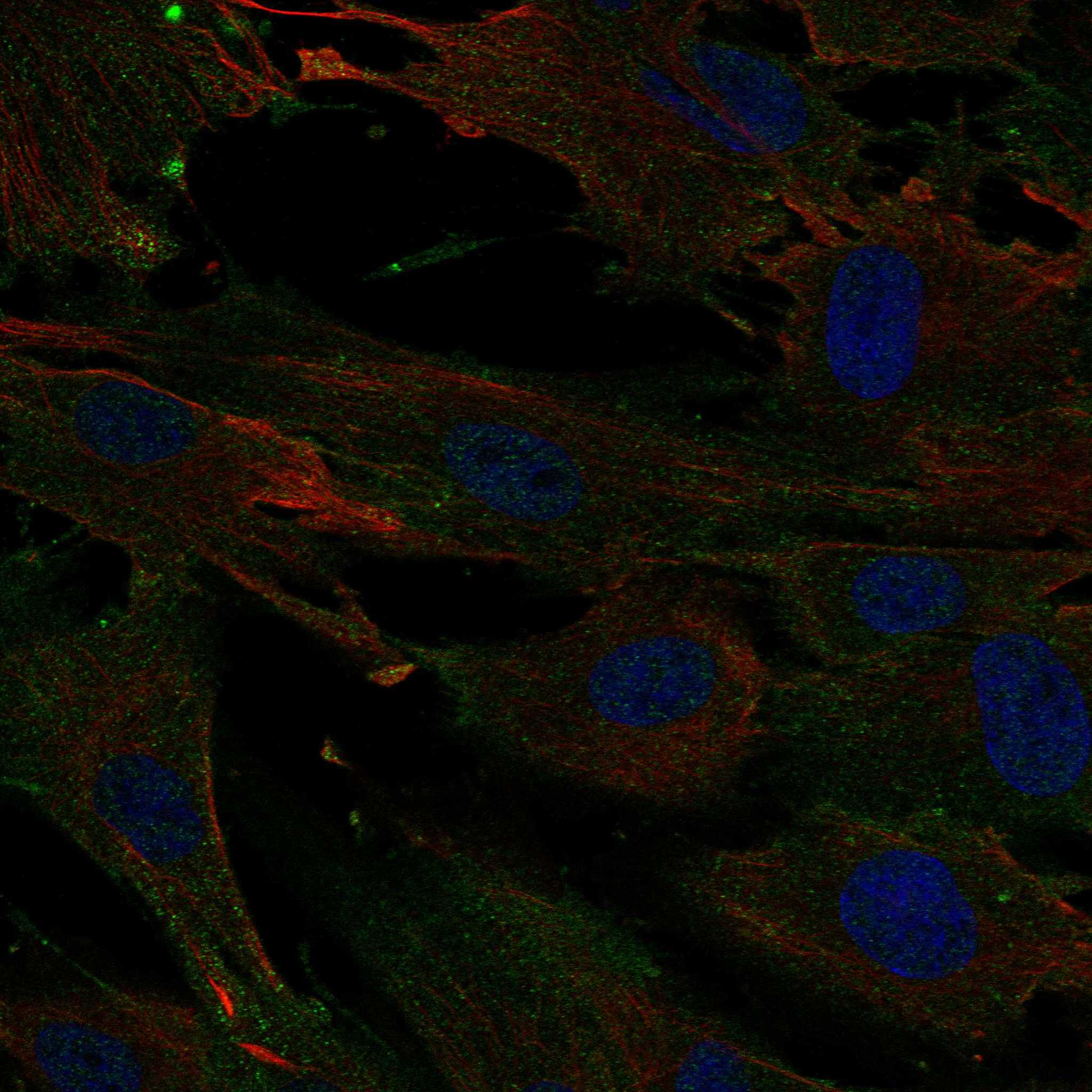 EMP3 fluorescence