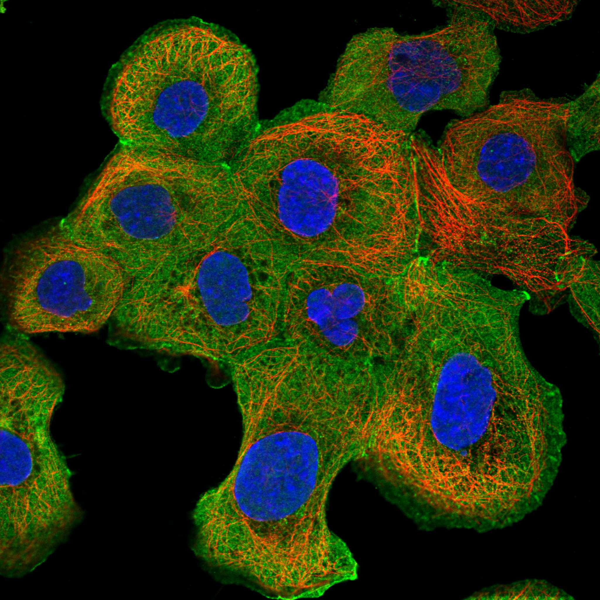 ENAH fluorescence