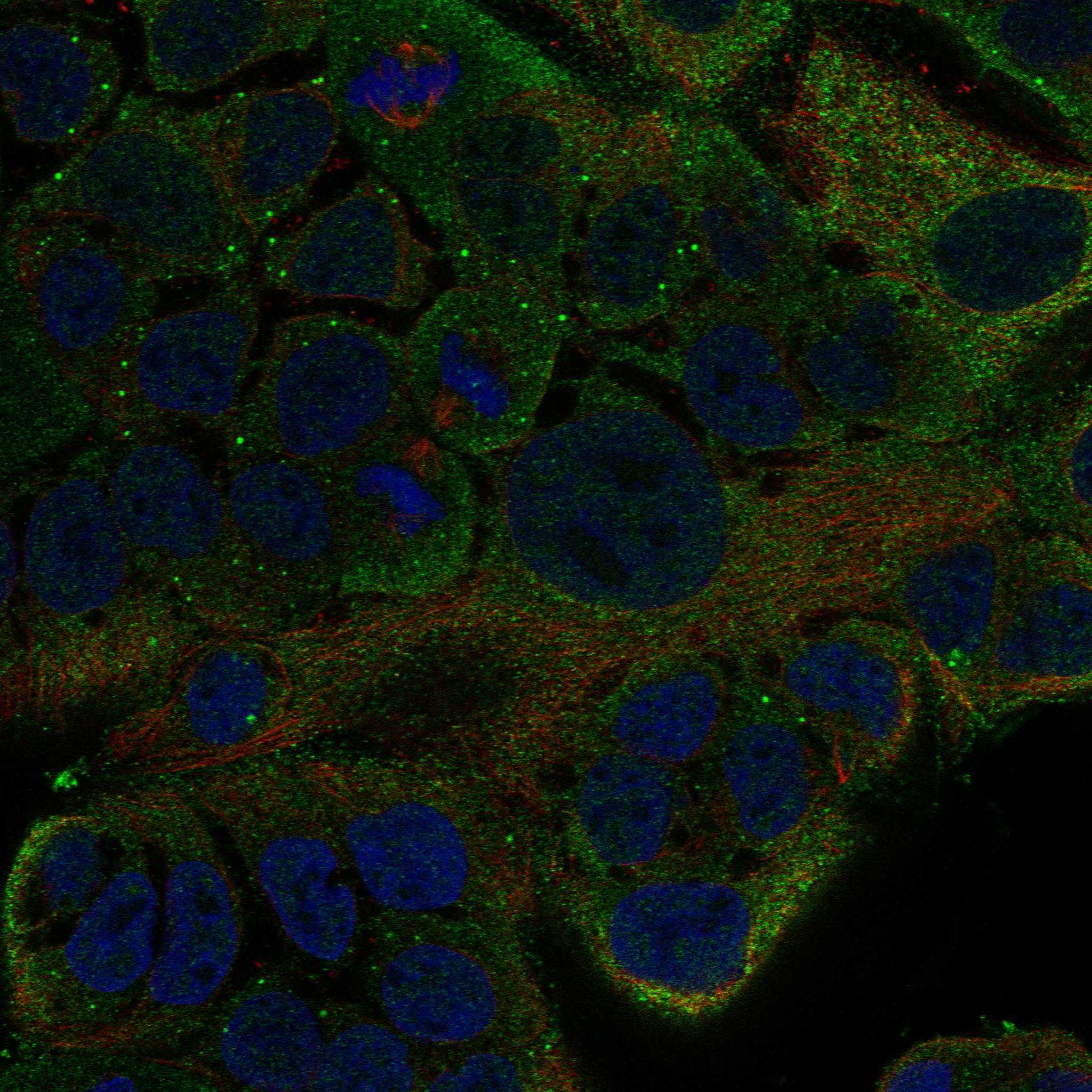 ENC1 fluorescence