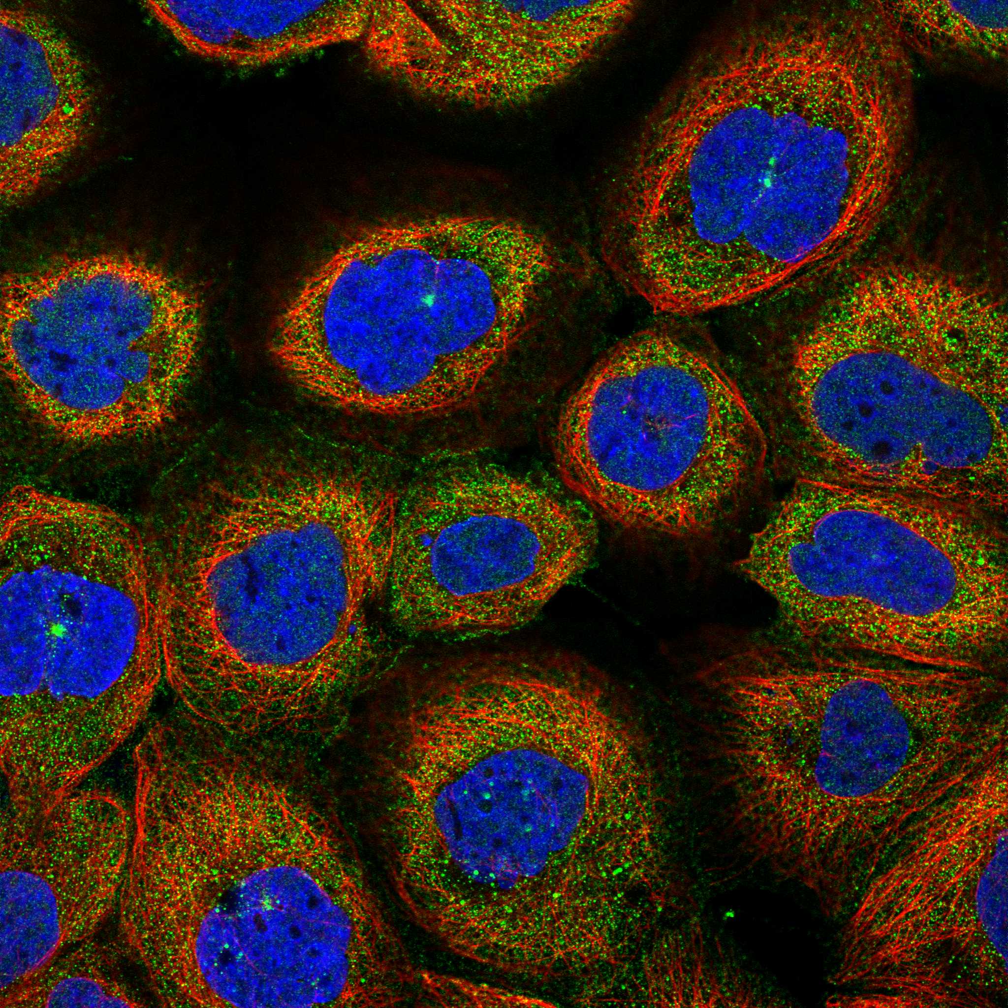 ENKD1 fluorescence