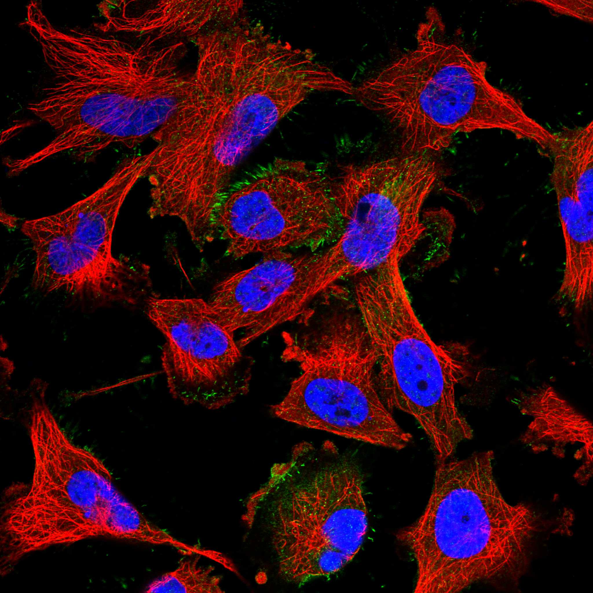 ENOX1 fluorescence