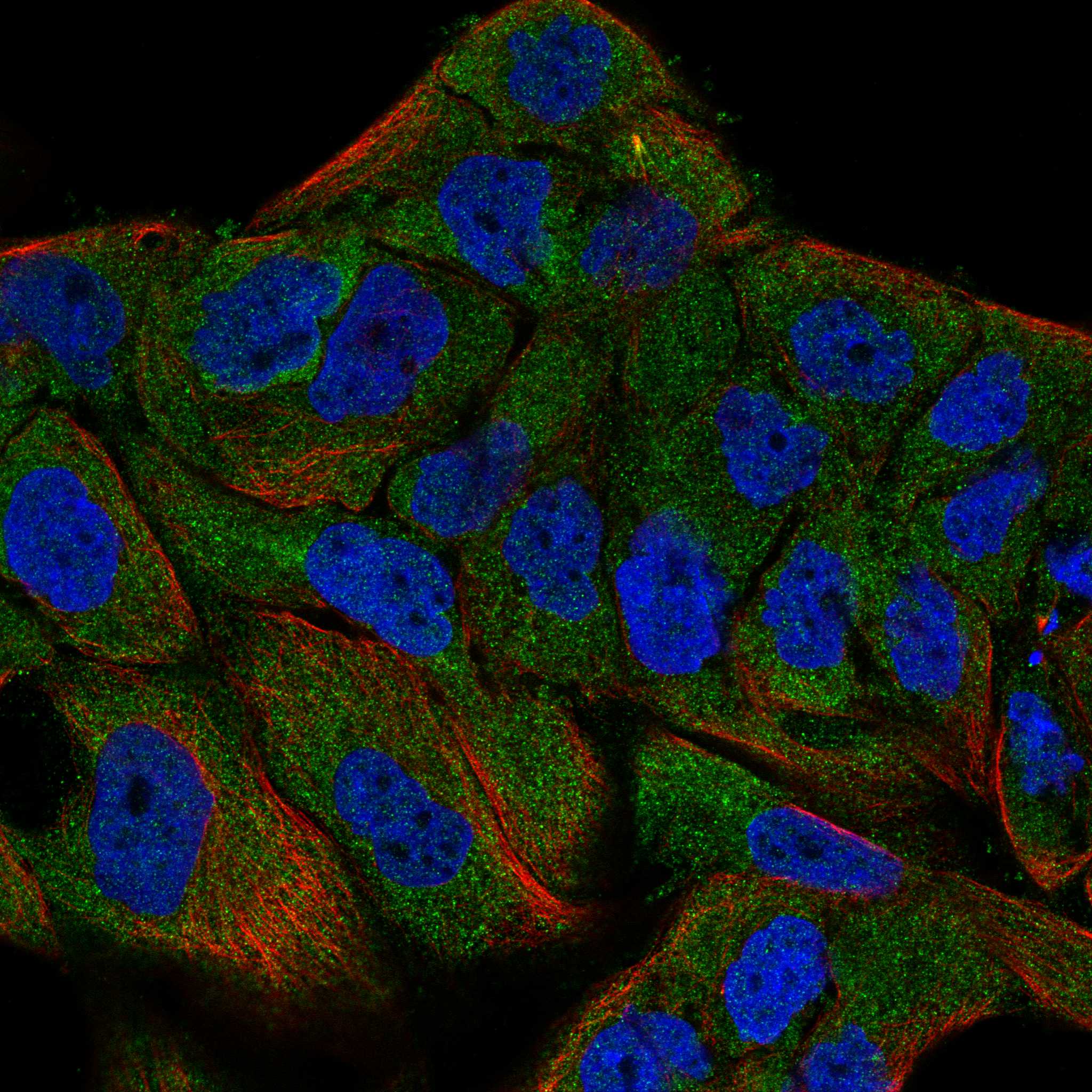 ENOX2 fluorescence