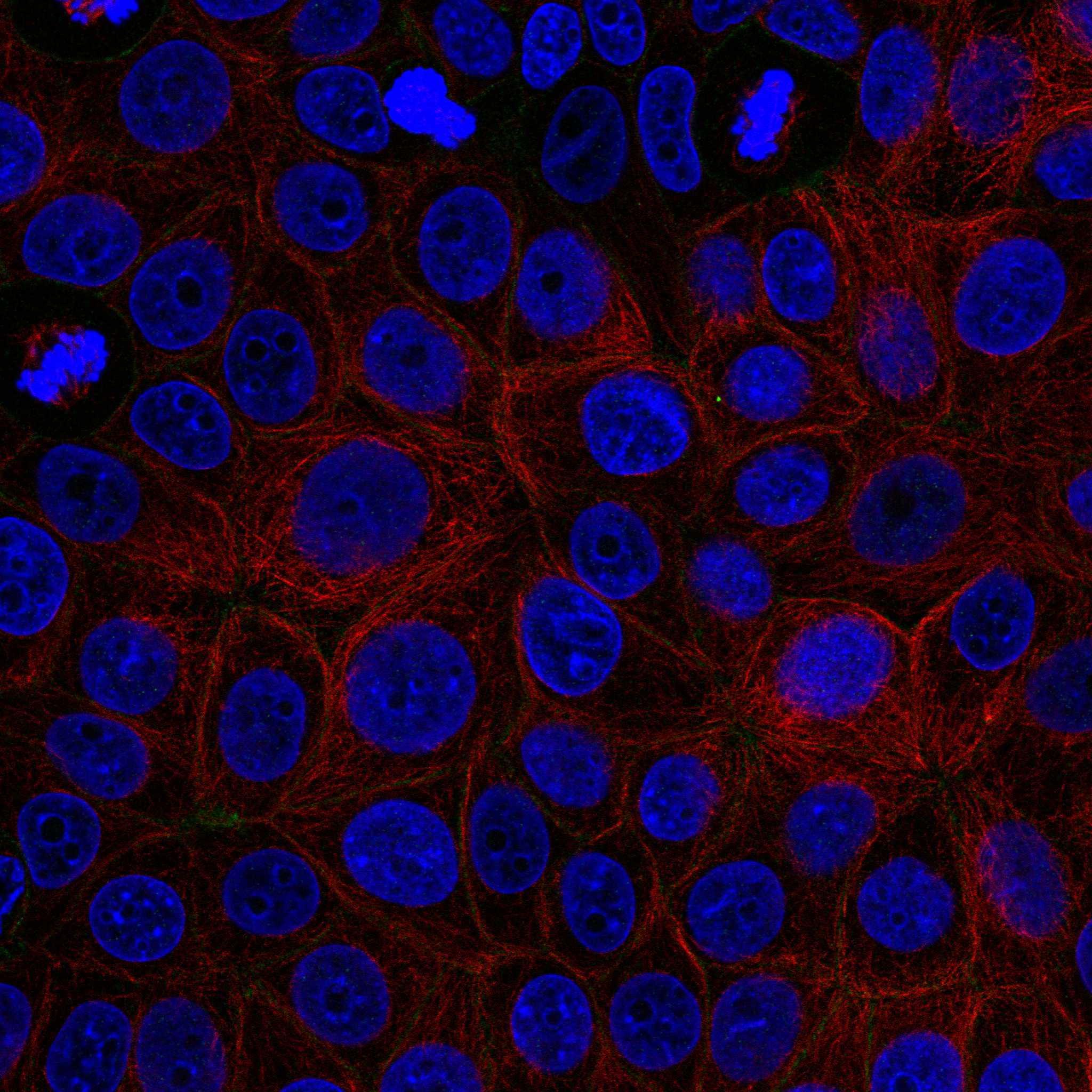 EPCAM fluorescence
