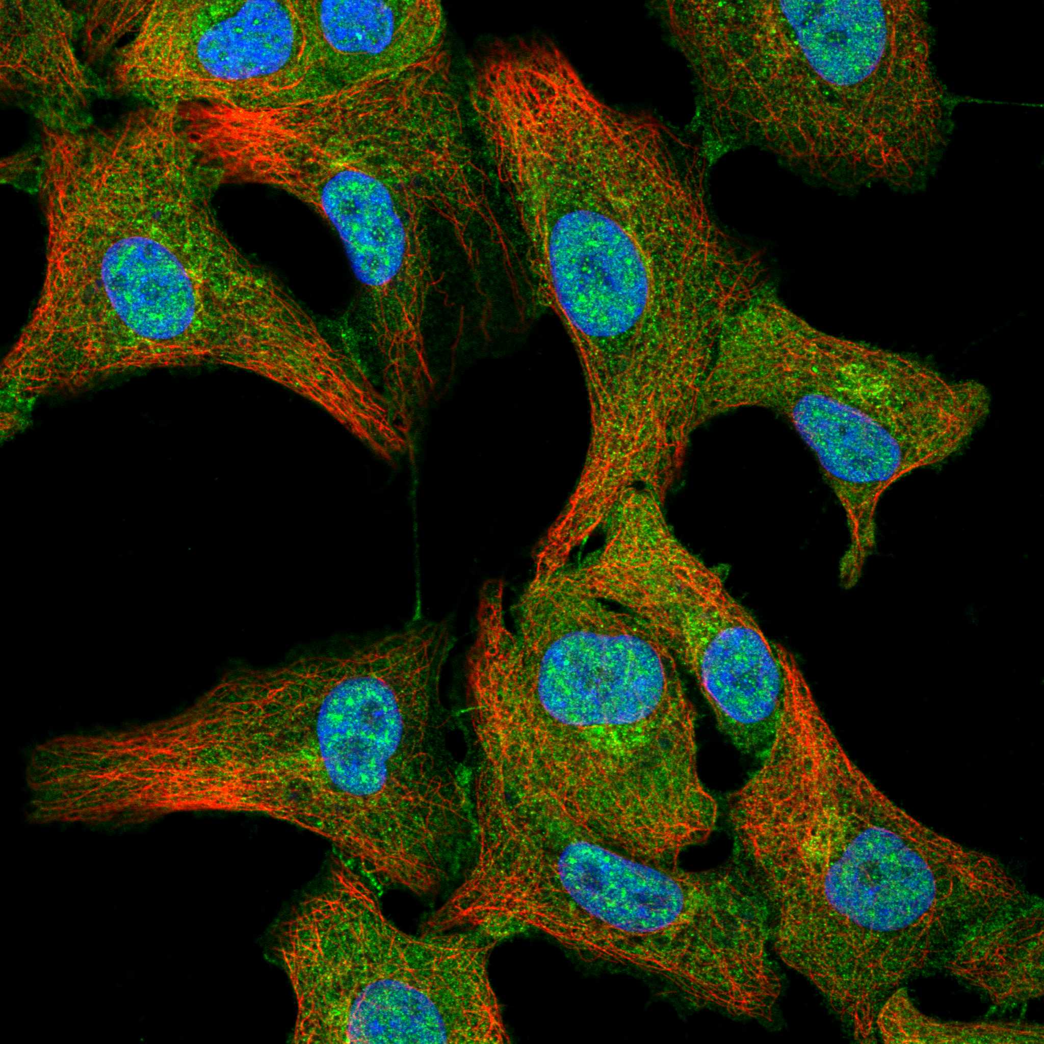 EPHA2 fluorescence