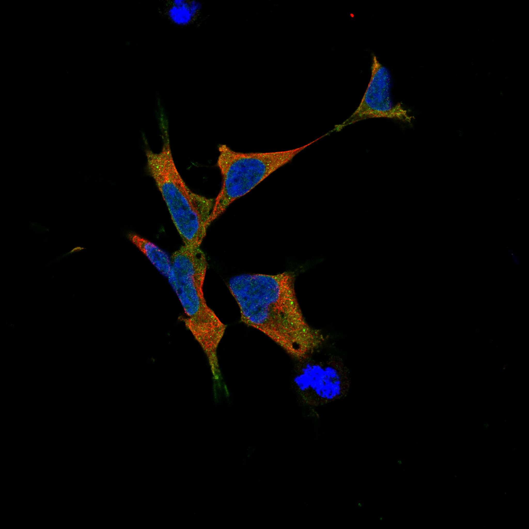 EPHA3 fluorescence
