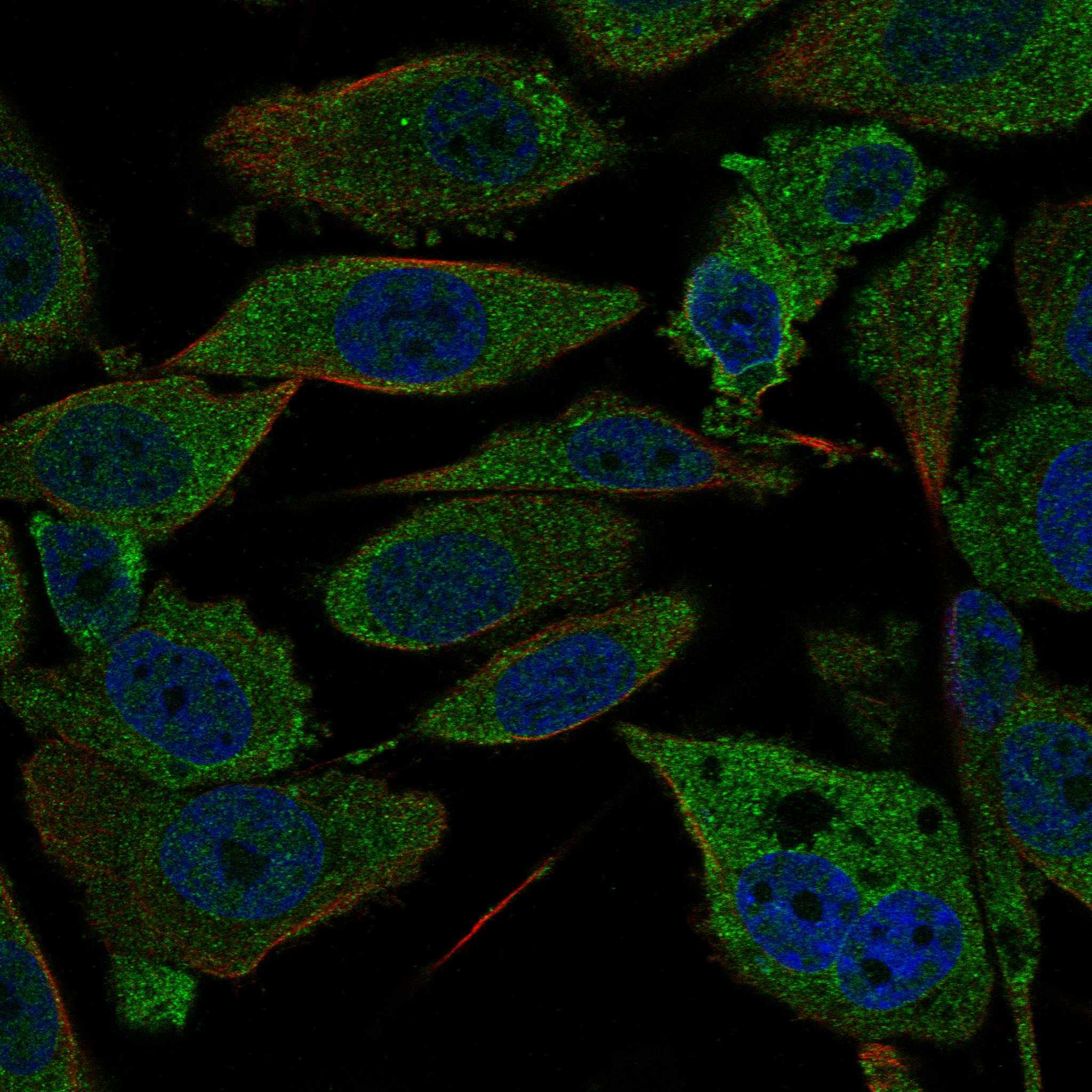EPHA5 fluorescence