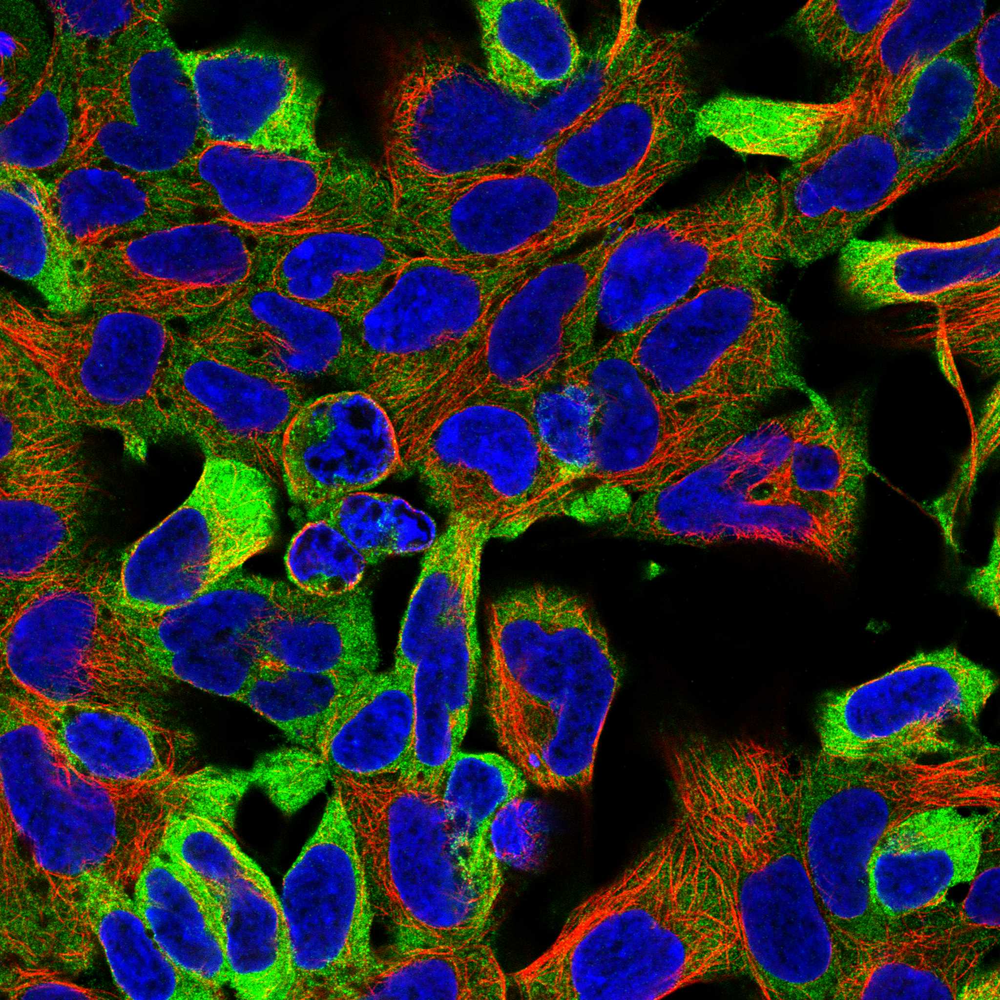 EPN1 fluorescence