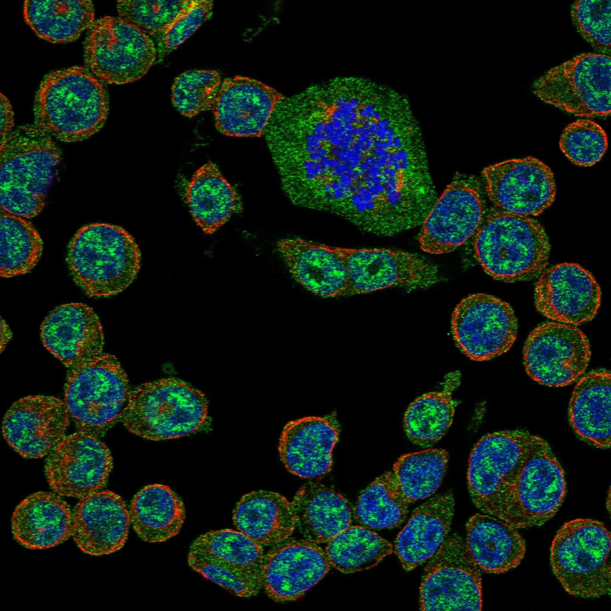 EPOR fluorescence