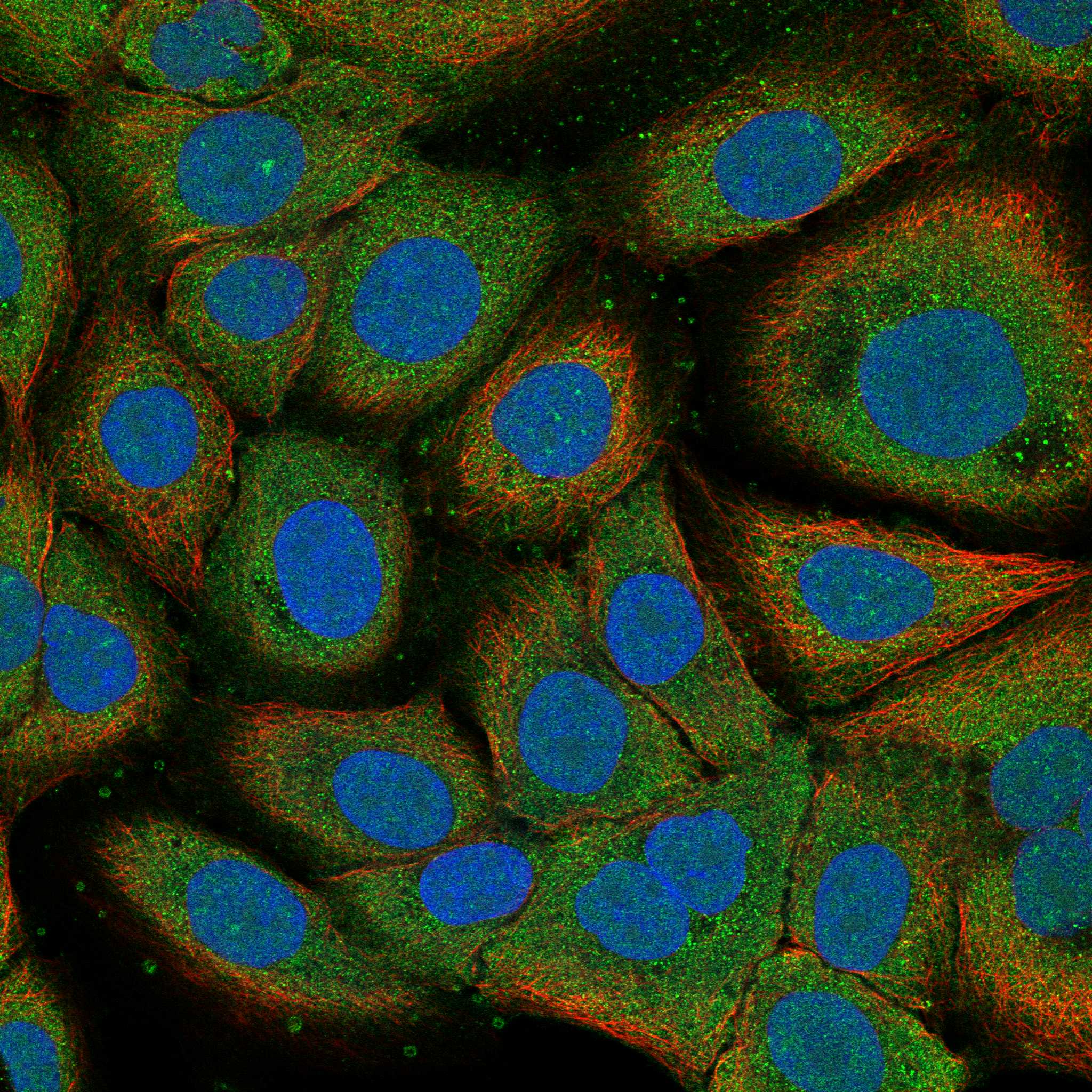 EQTN fluorescence