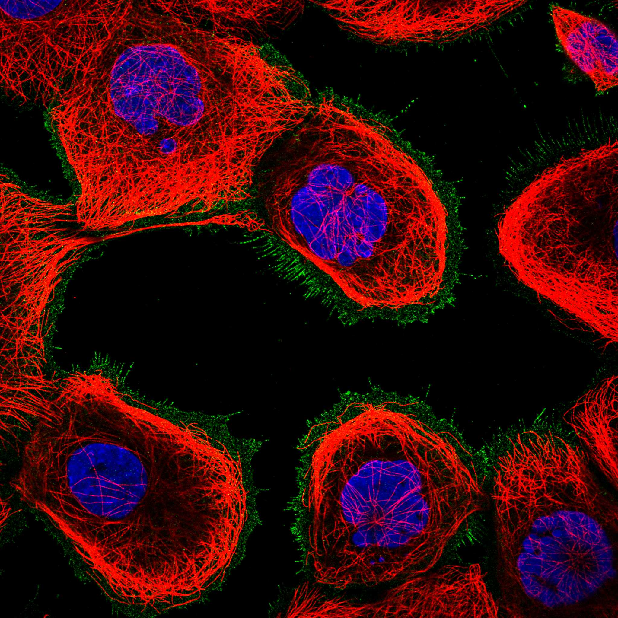 ERBB3 fluorescence