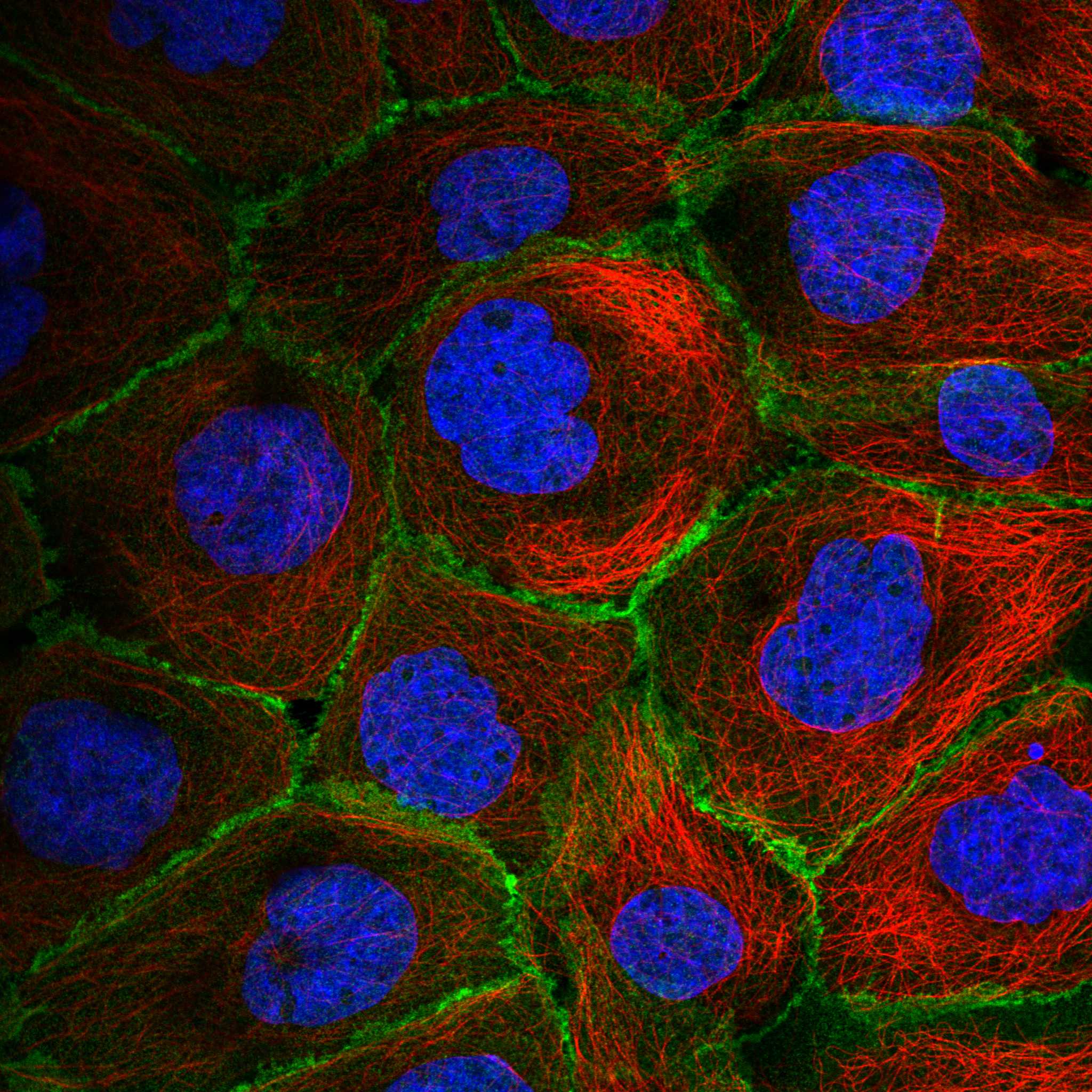 ERBIN fluorescence