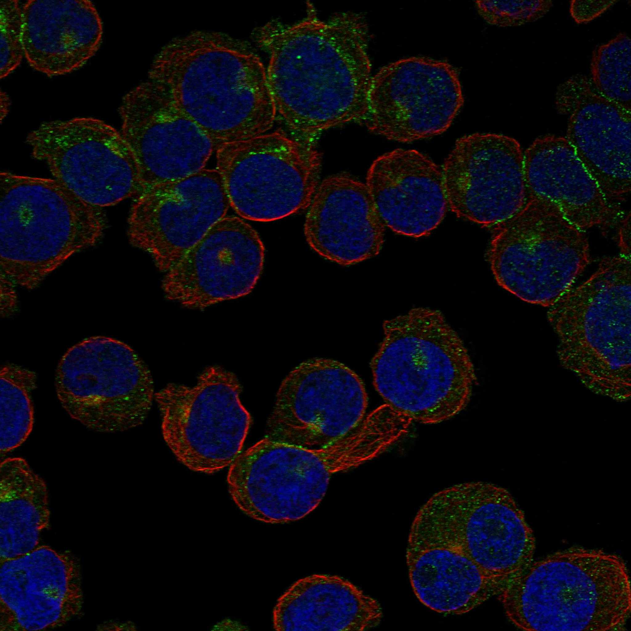 ESAM fluorescence