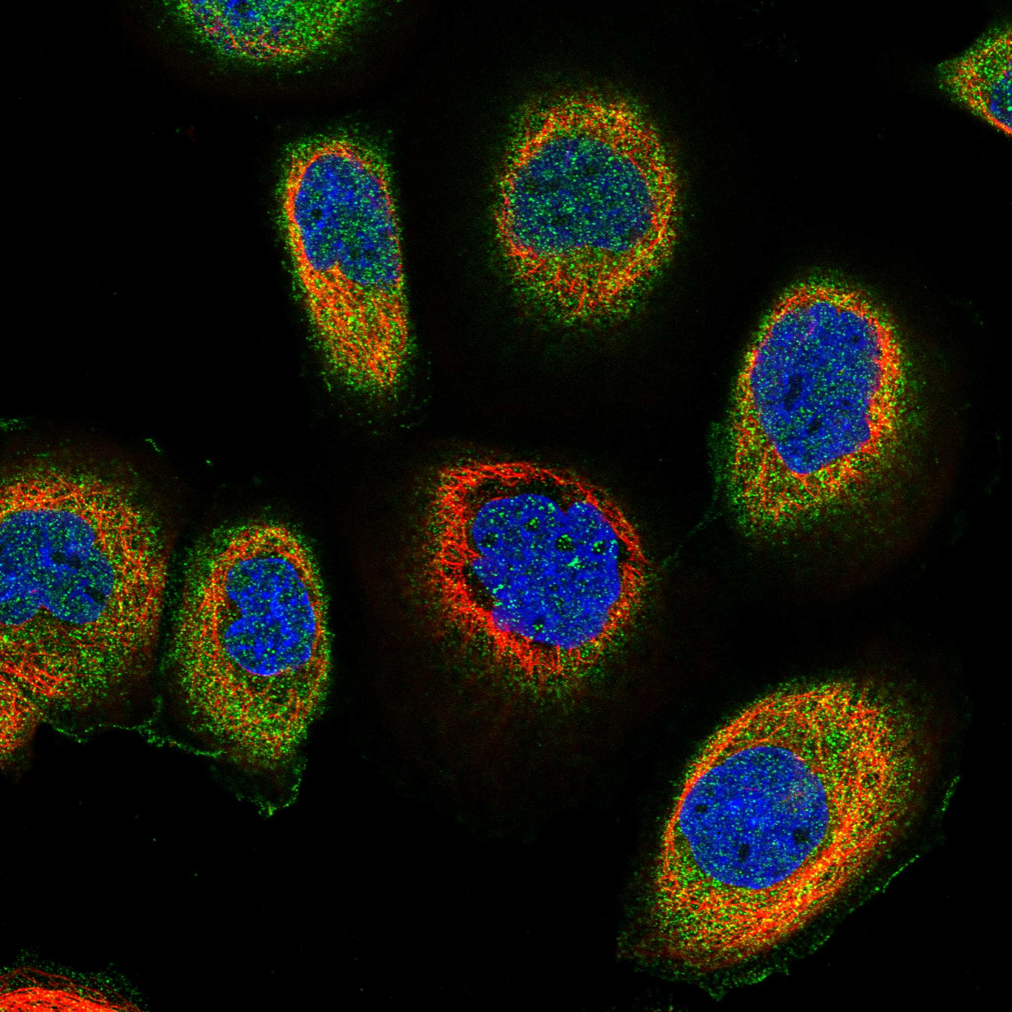 EVA1B fluorescence