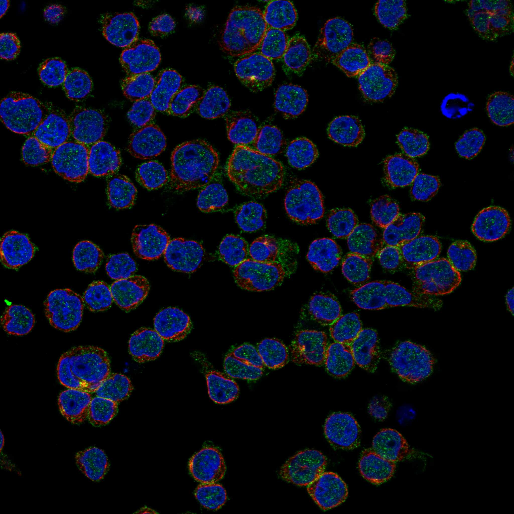 EVI2B fluorescence