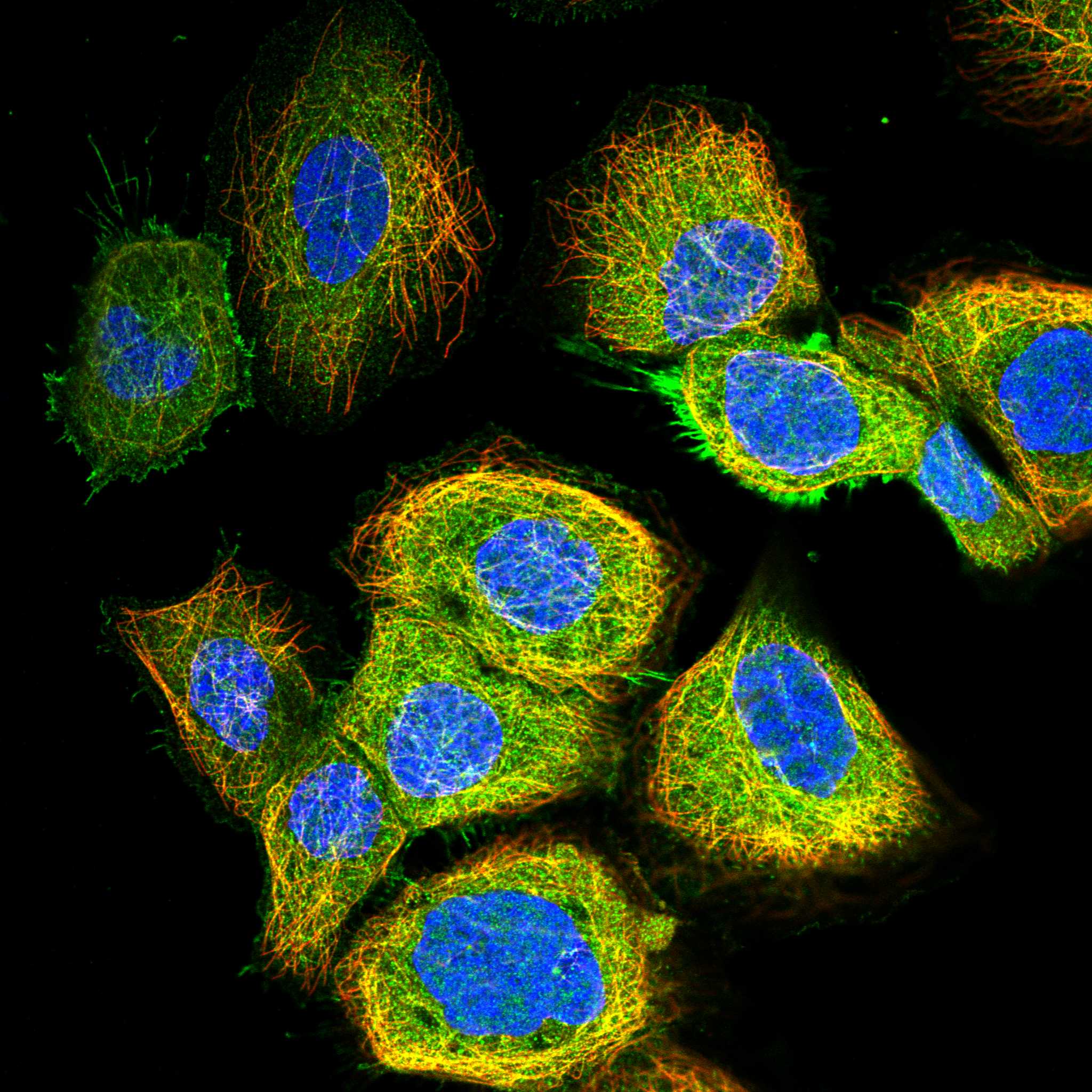 EXOC1 fluorescence
