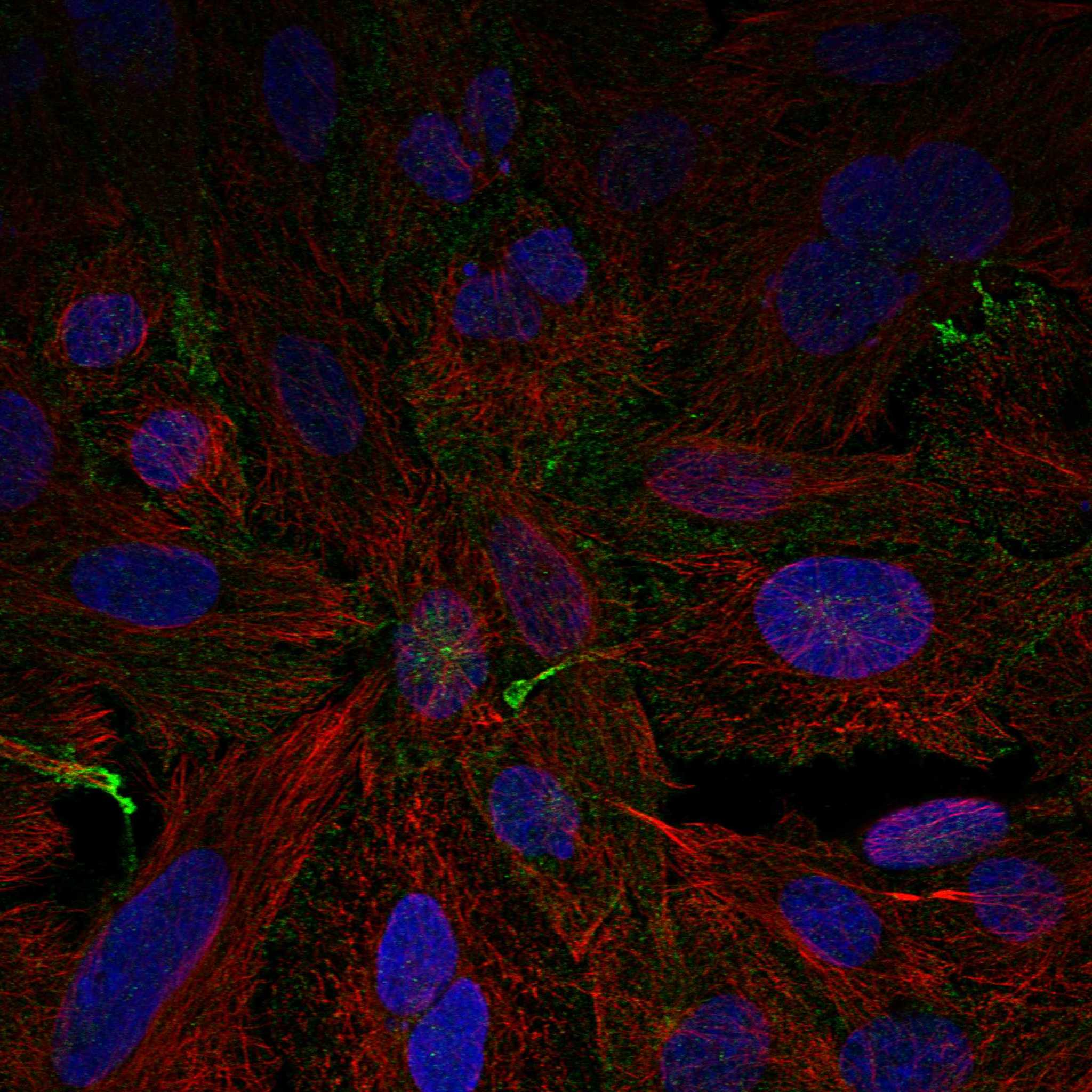 EXOC3 fluorescence