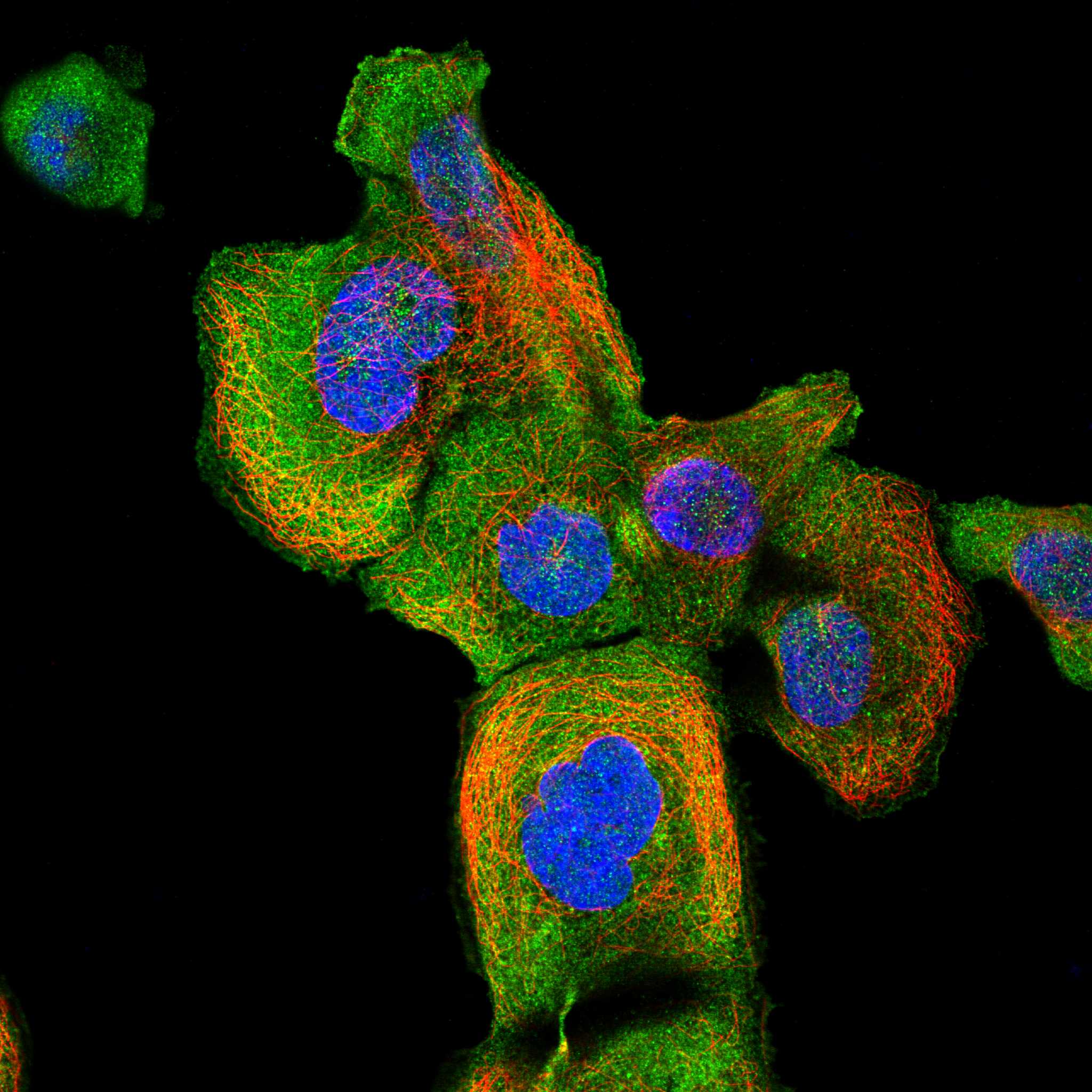 EXOC7 fluorescence