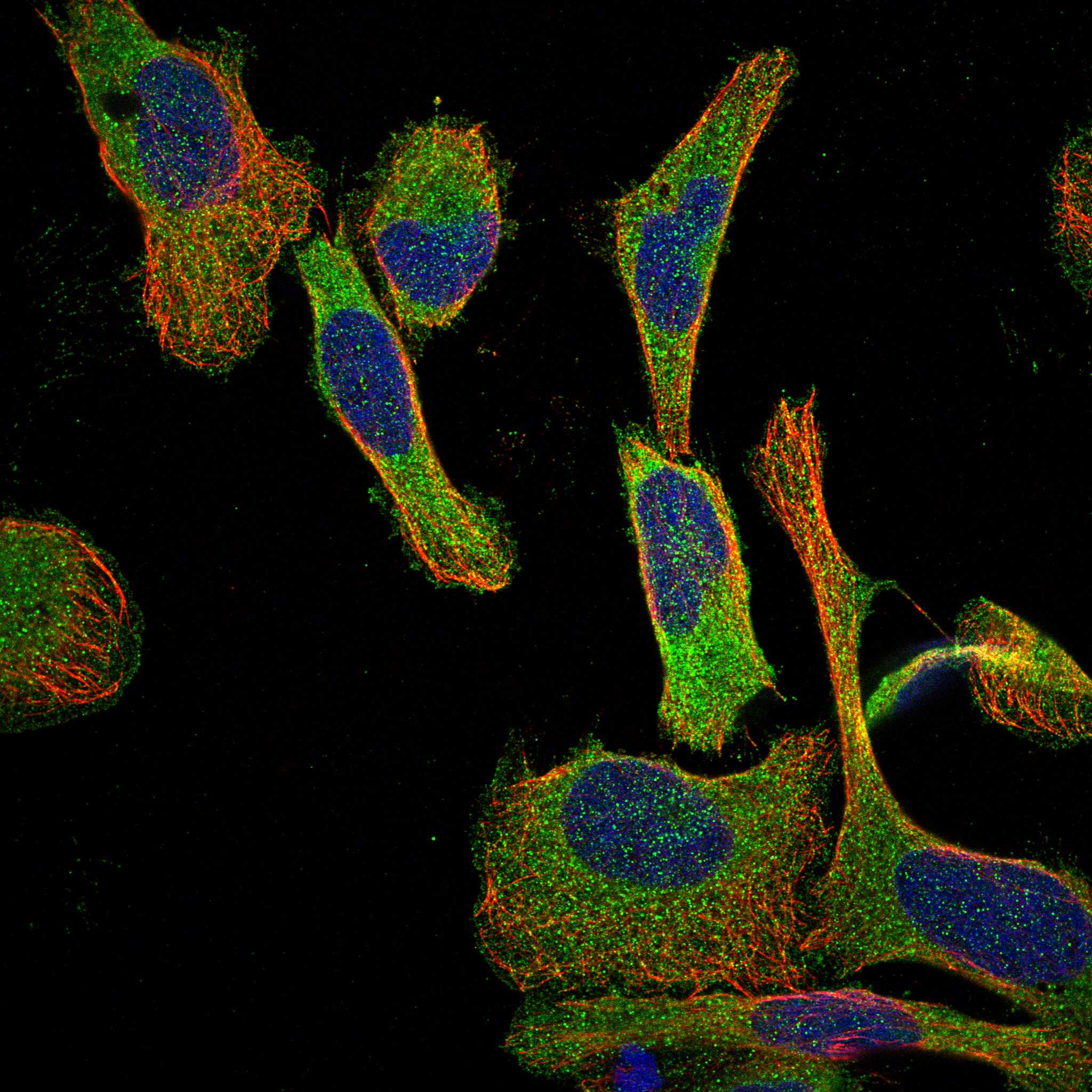 EYS fluorescence