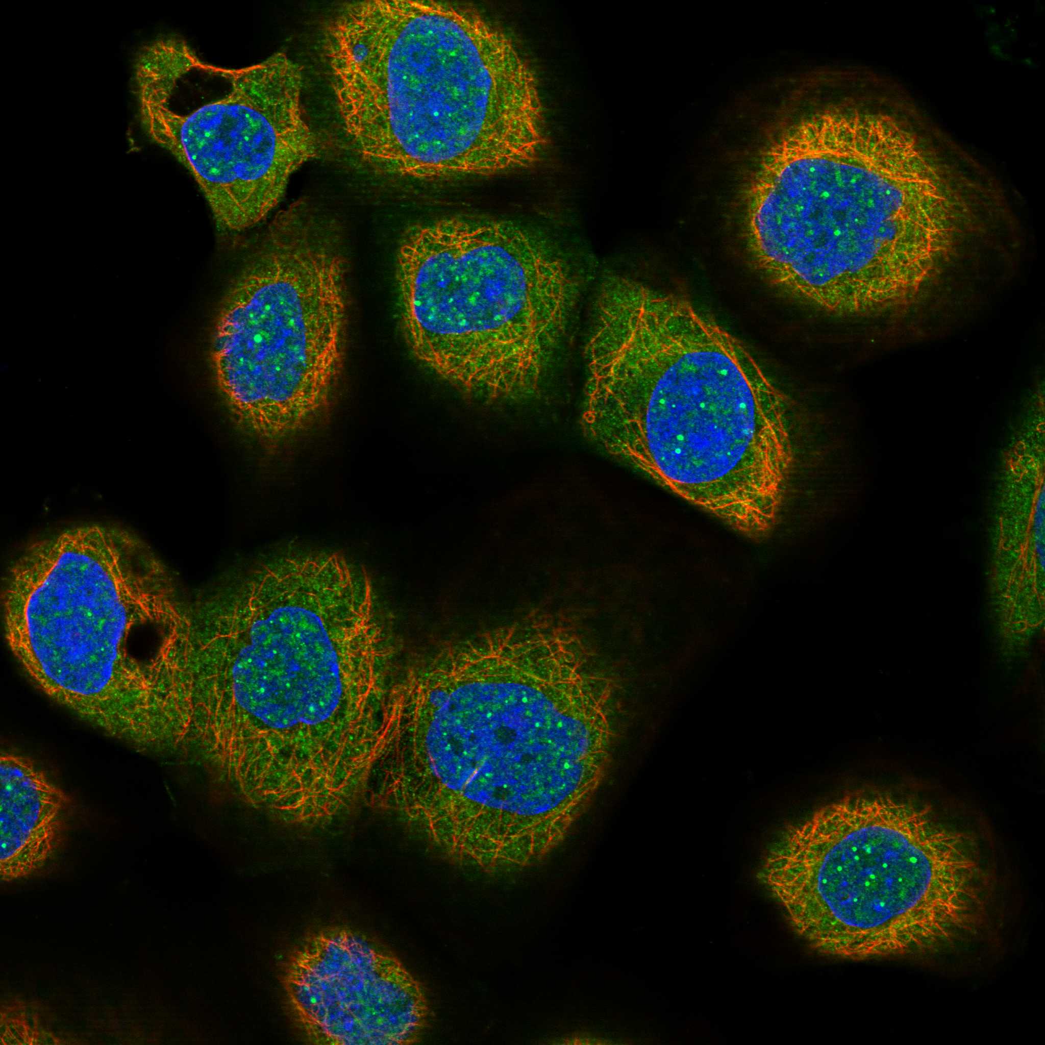 FAS fluorescence