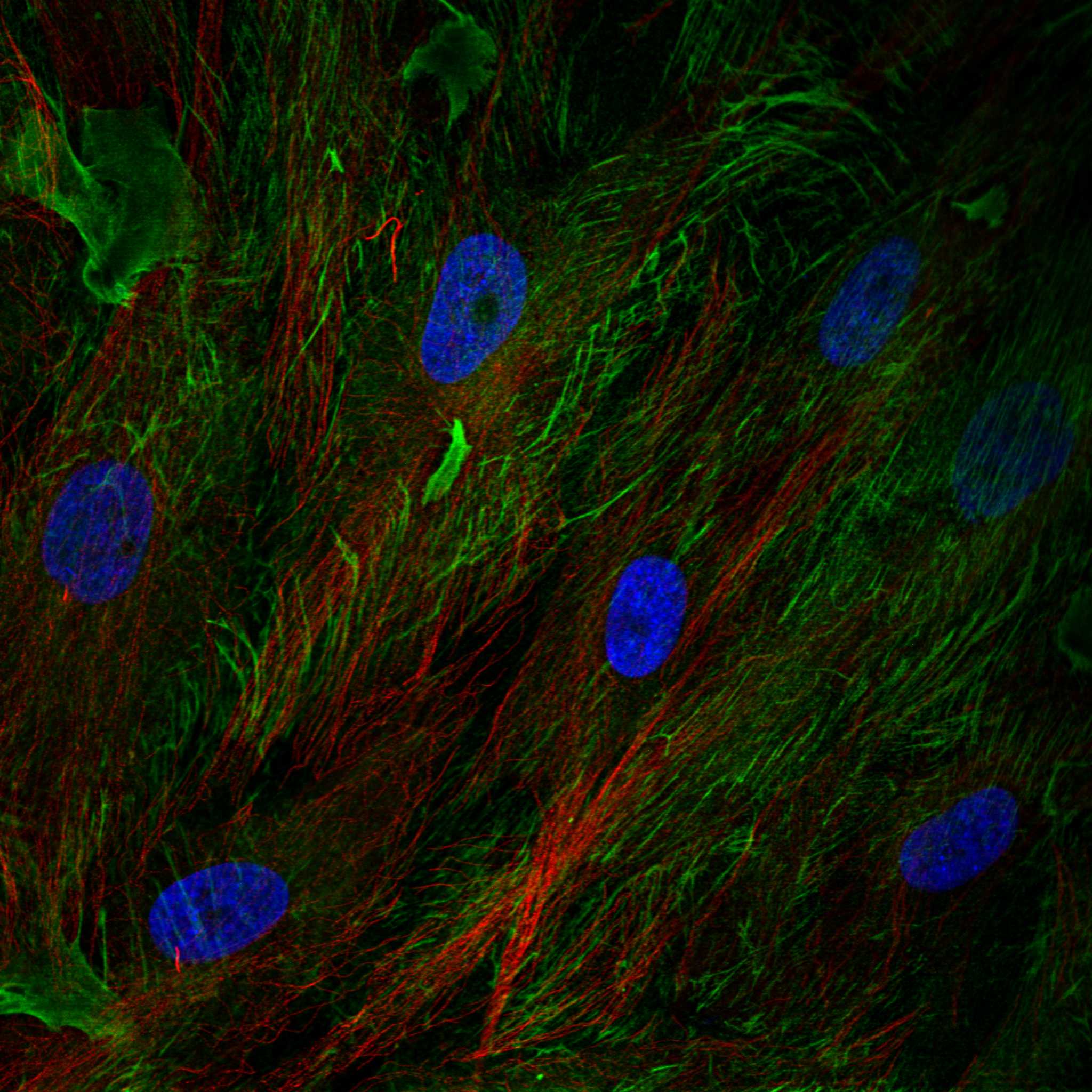 FBLN2 fluorescence