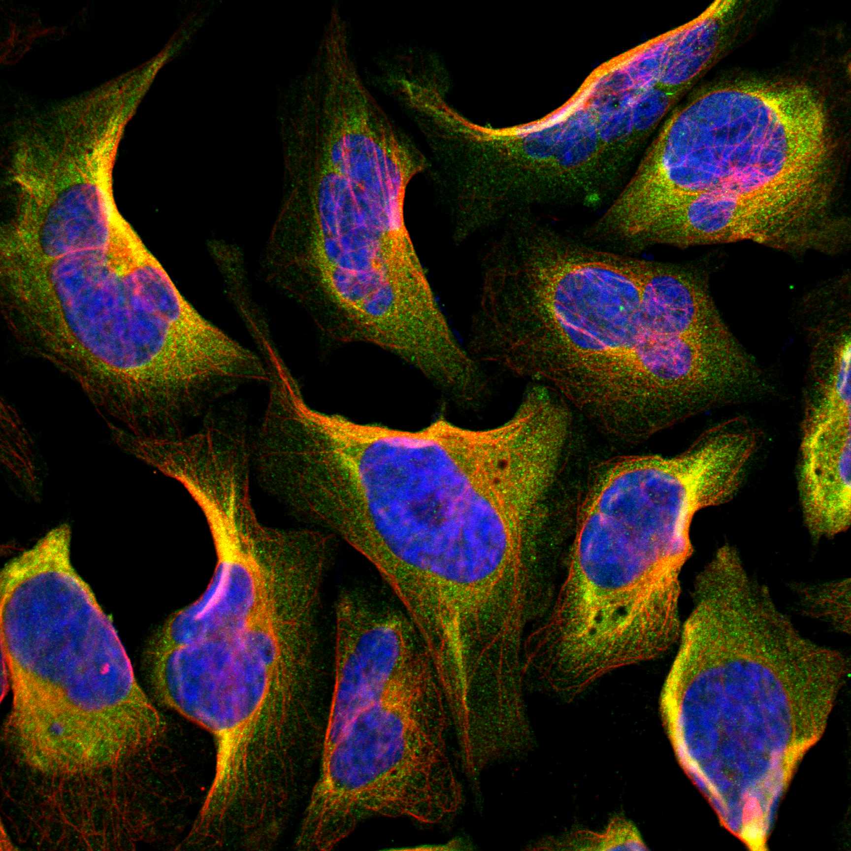 FBLN5 fluorescence