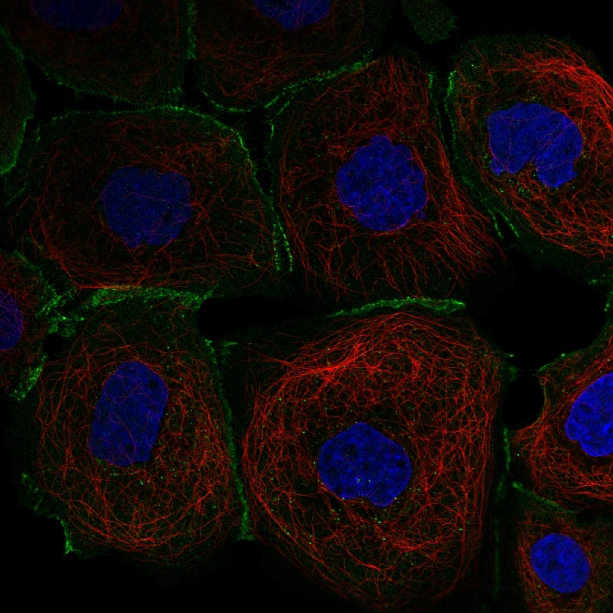 FBLN7 fluorescence
