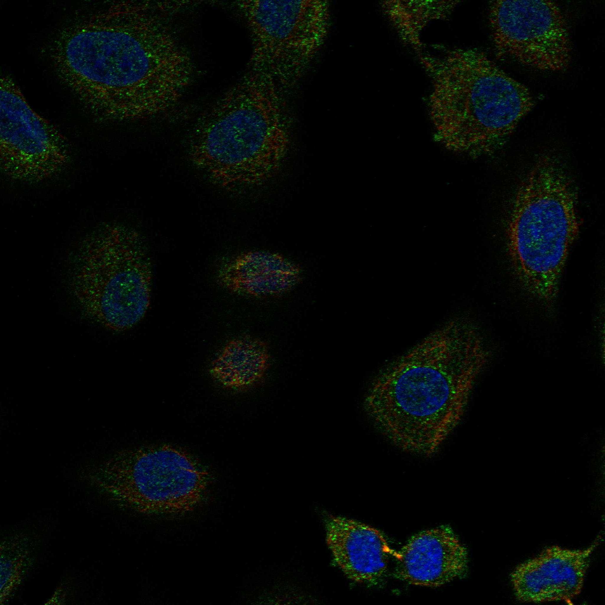 FCGBP fluorescence