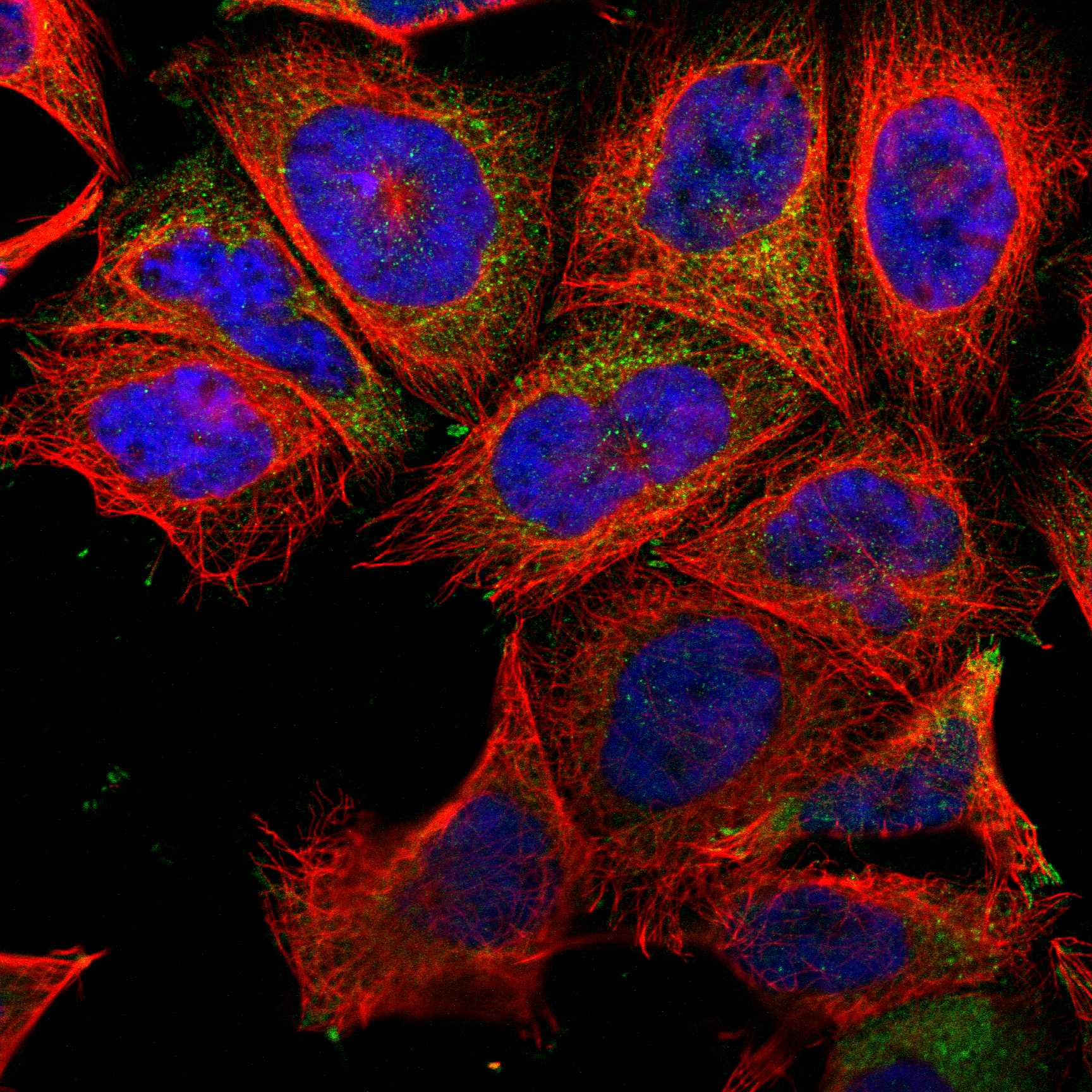 FCMR fluorescence
