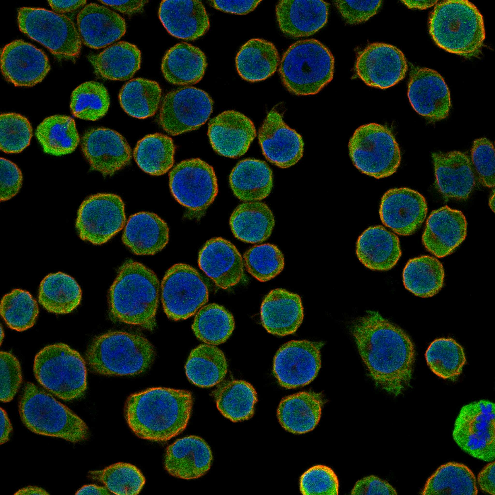 FFAR1 fluorescence