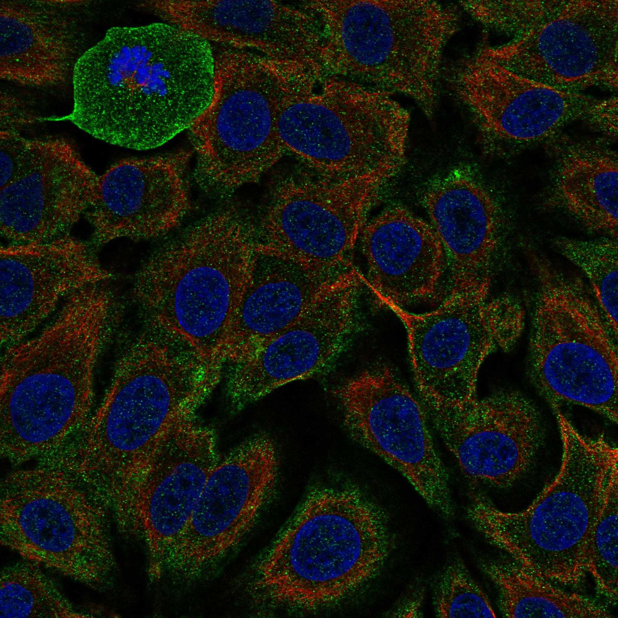 FFAR4 fluorescence