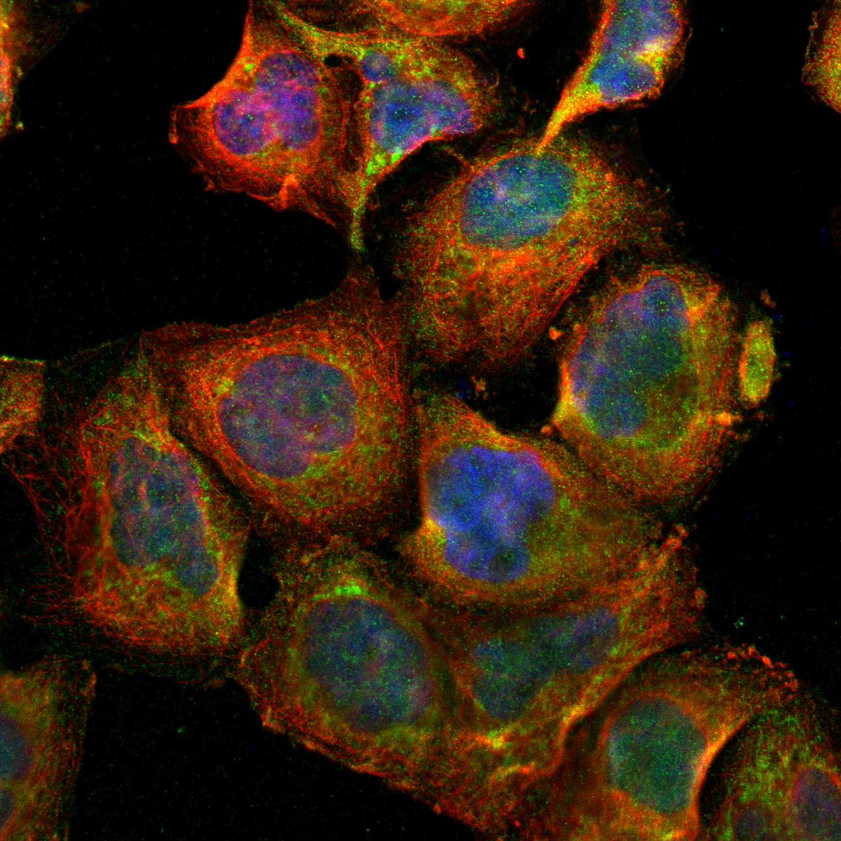 FGD1 fluorescence