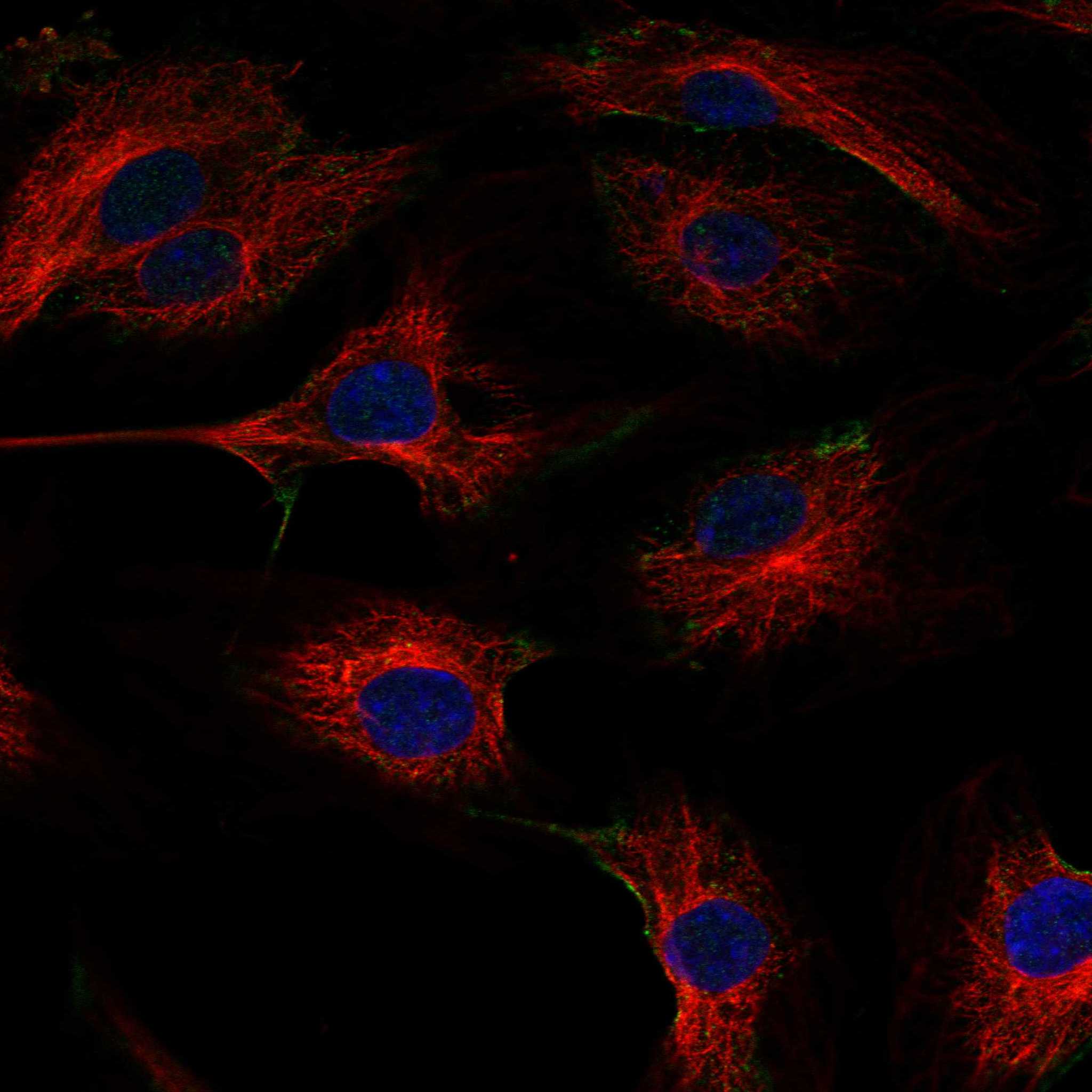 FGD5 fluorescence