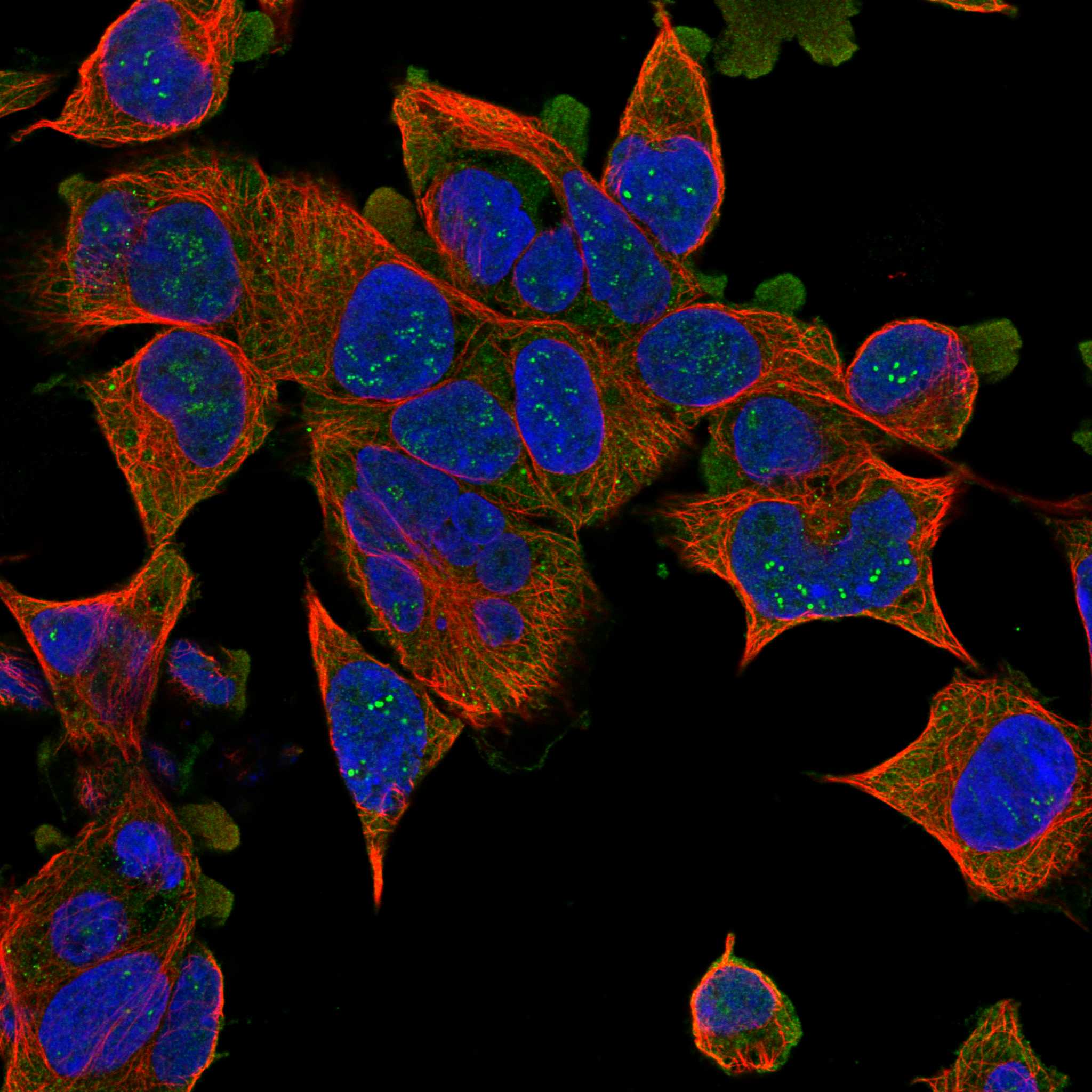 FHIT fluorescence