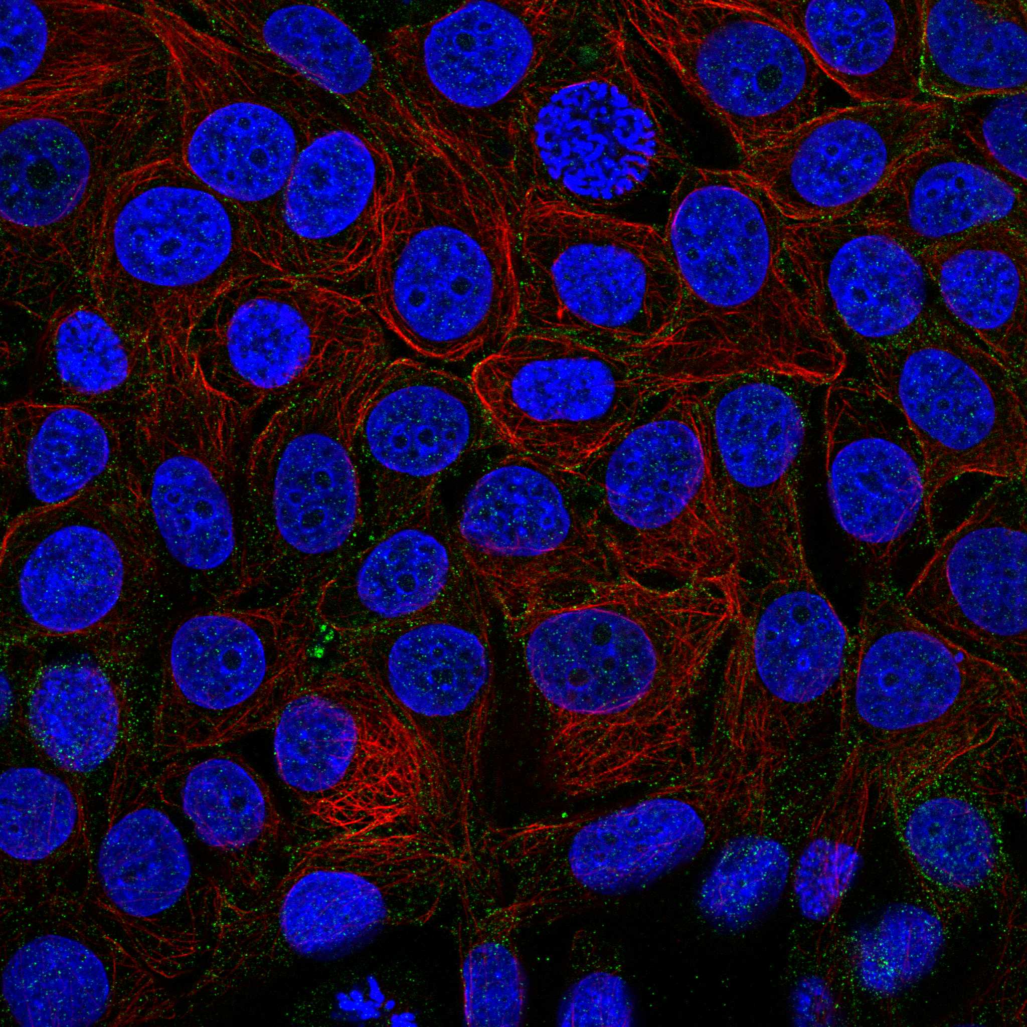 FKBP2 fluorescence
