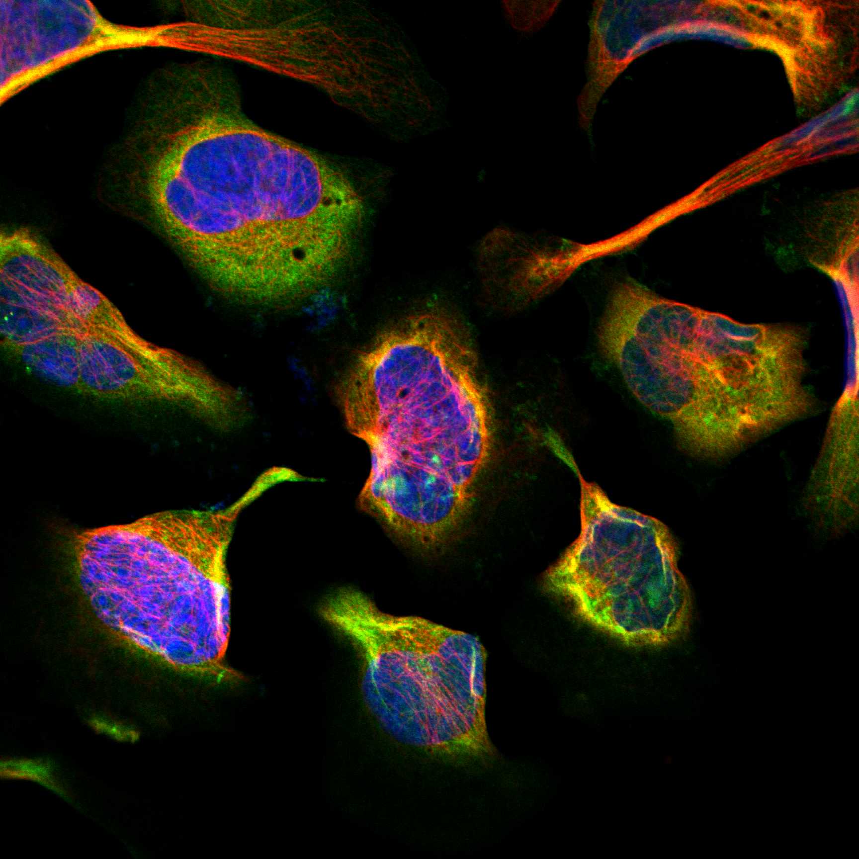 FLNC fluorescence