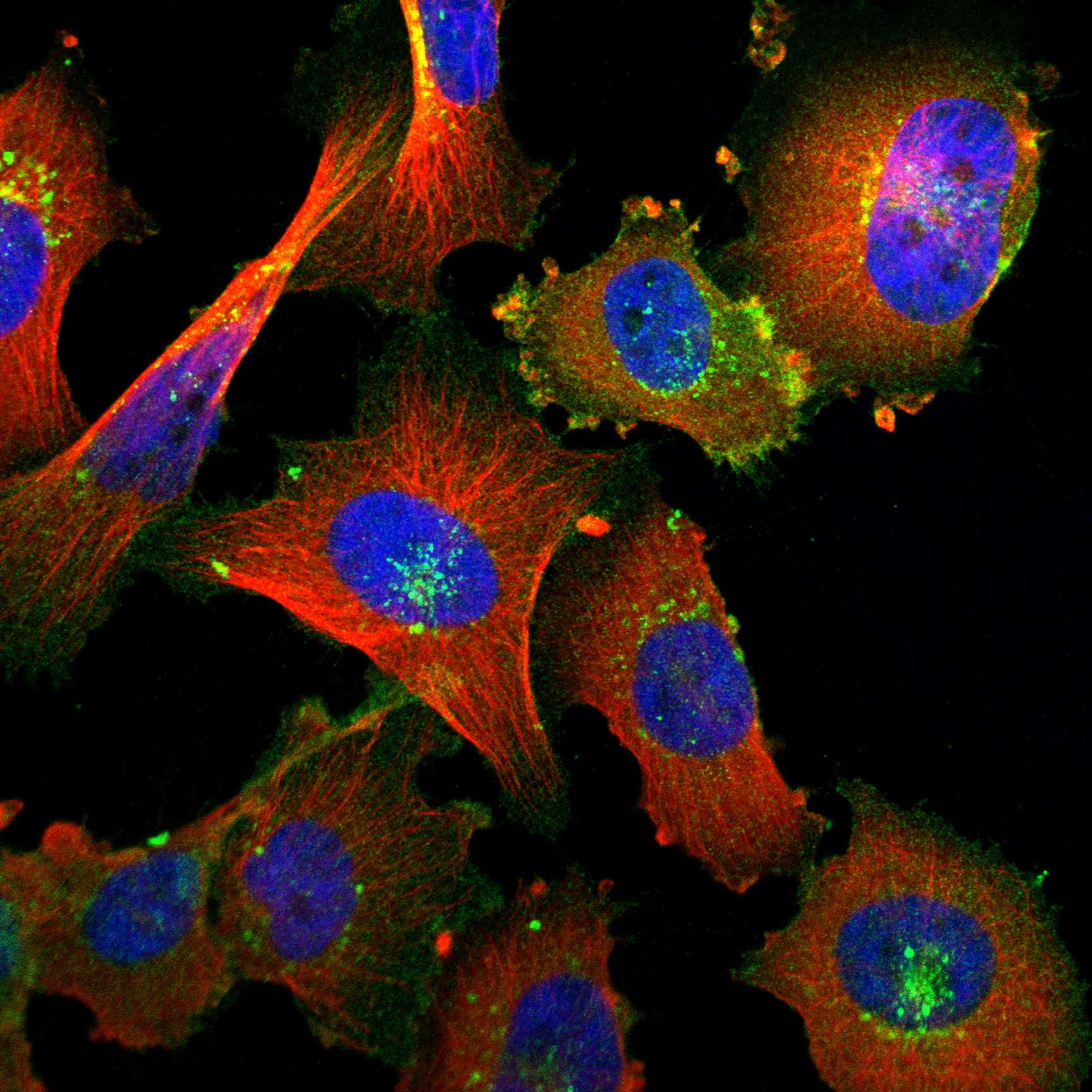 FLOT1 fluorescence