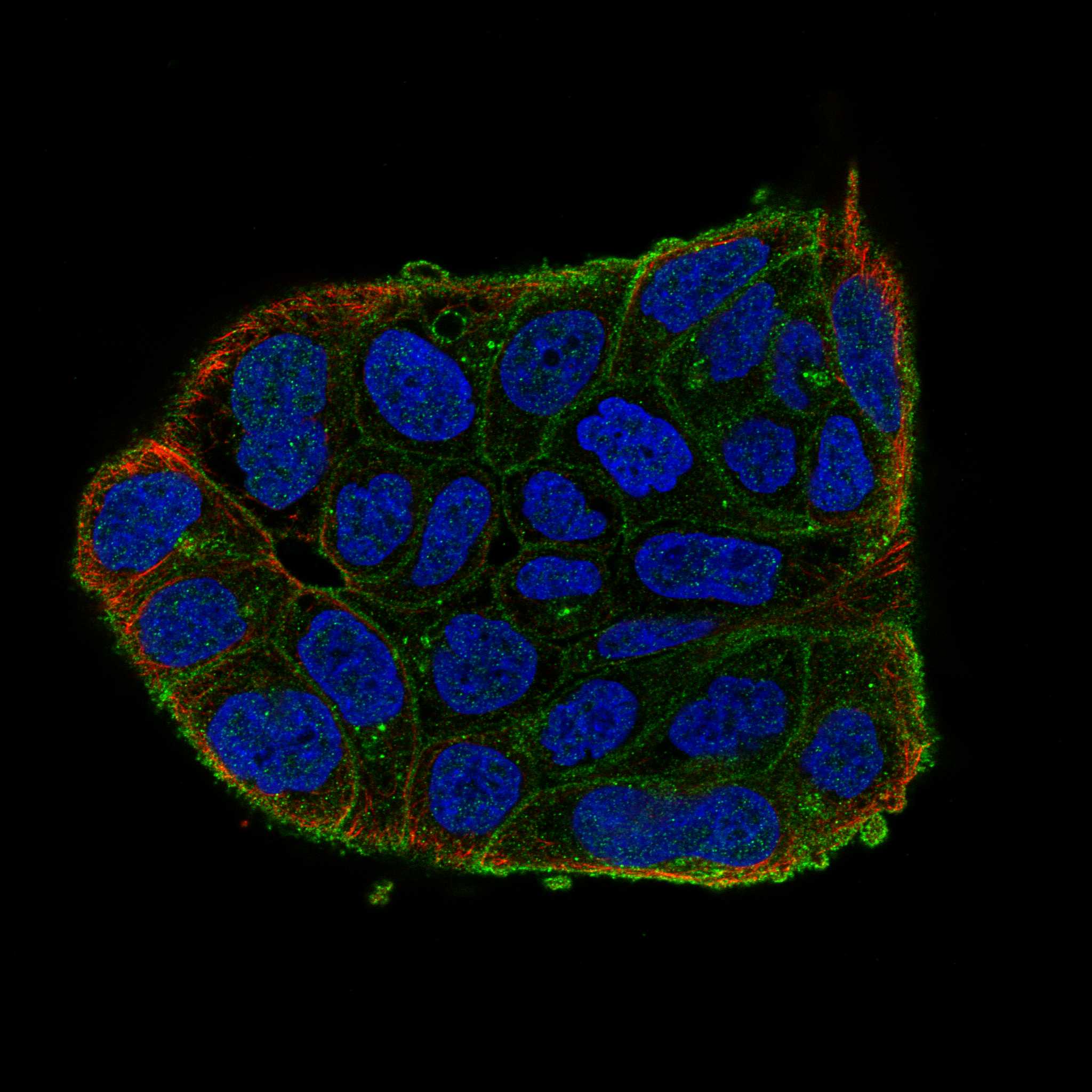FLOT2 fluorescence