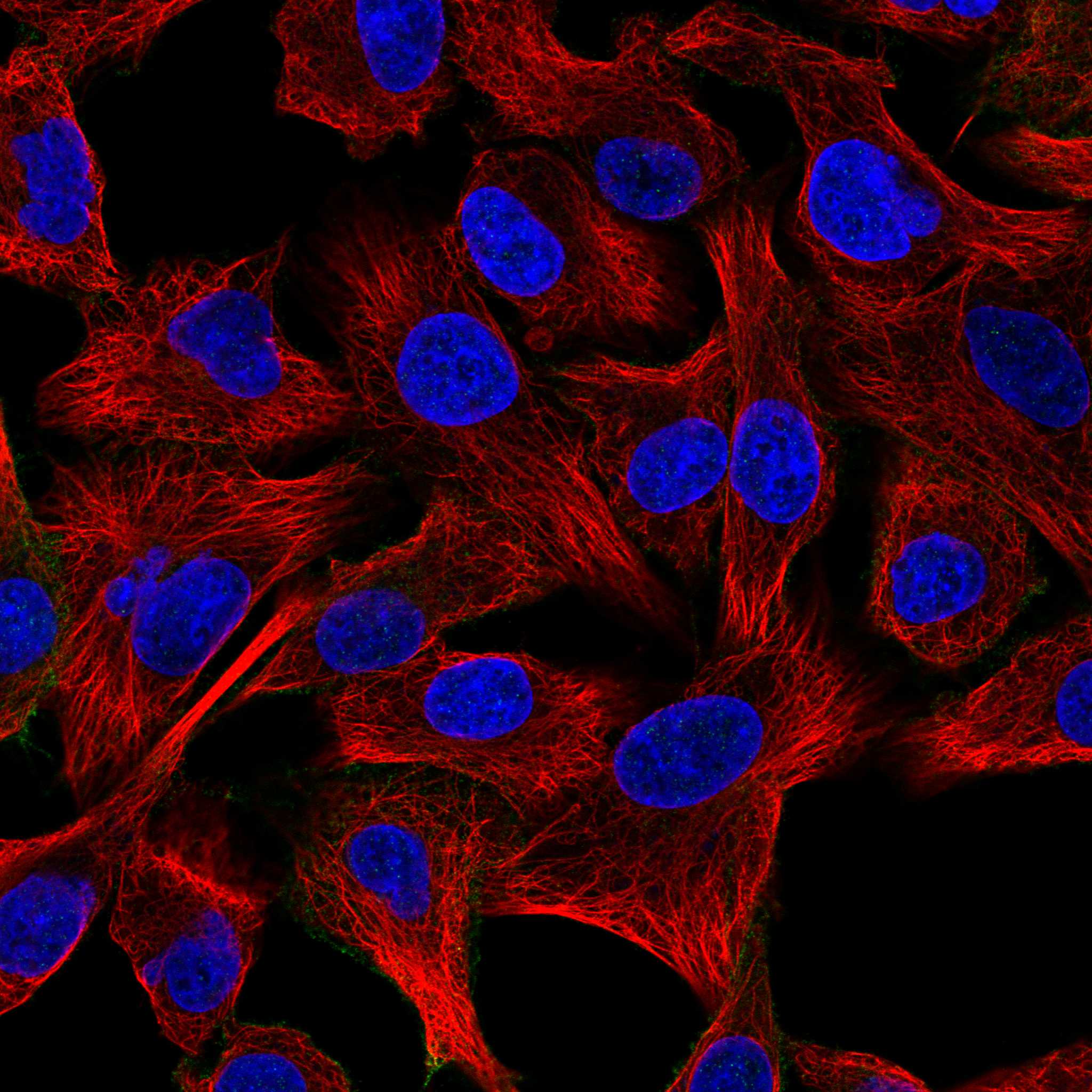 FLRT3 fluorescence