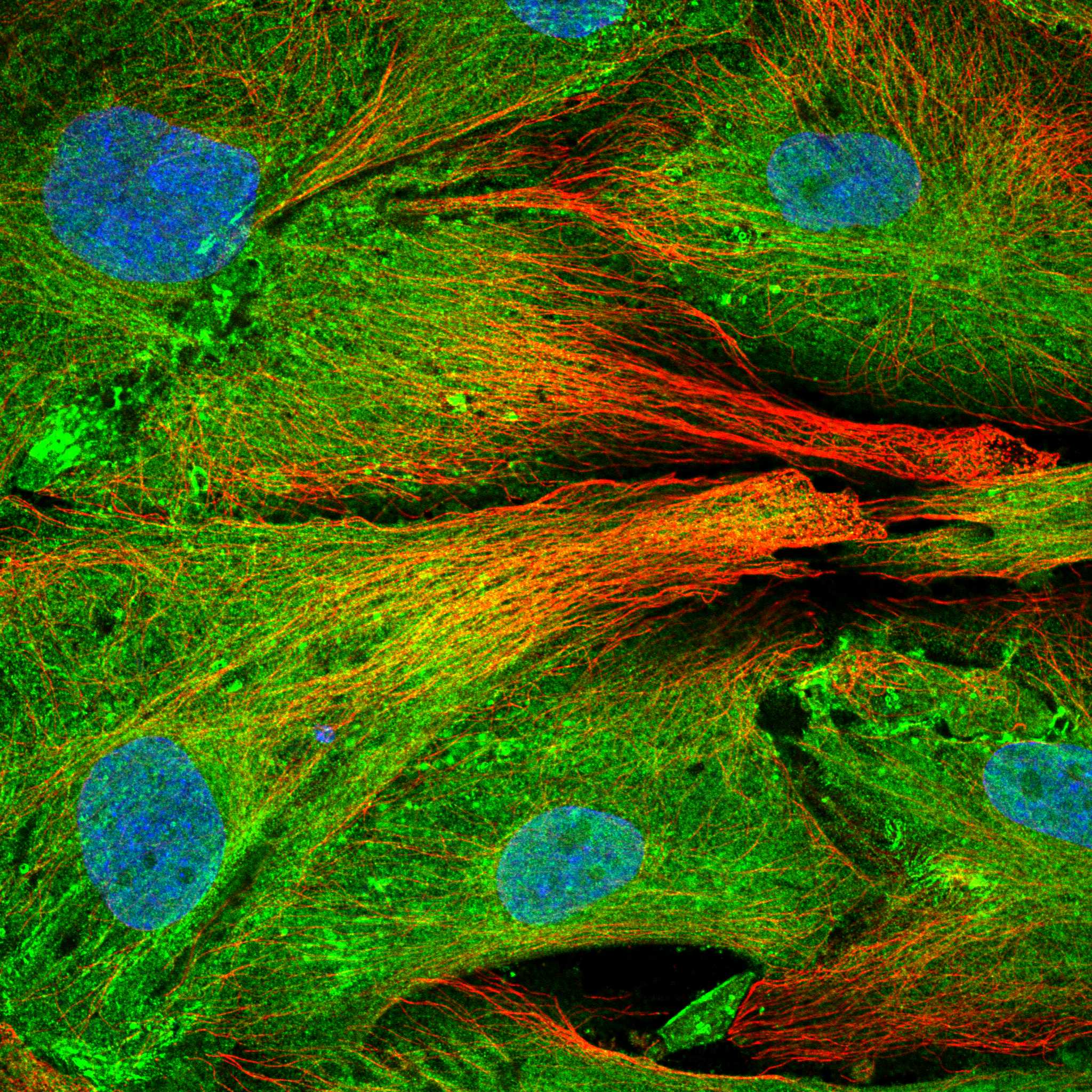 FMN2 fluorescence