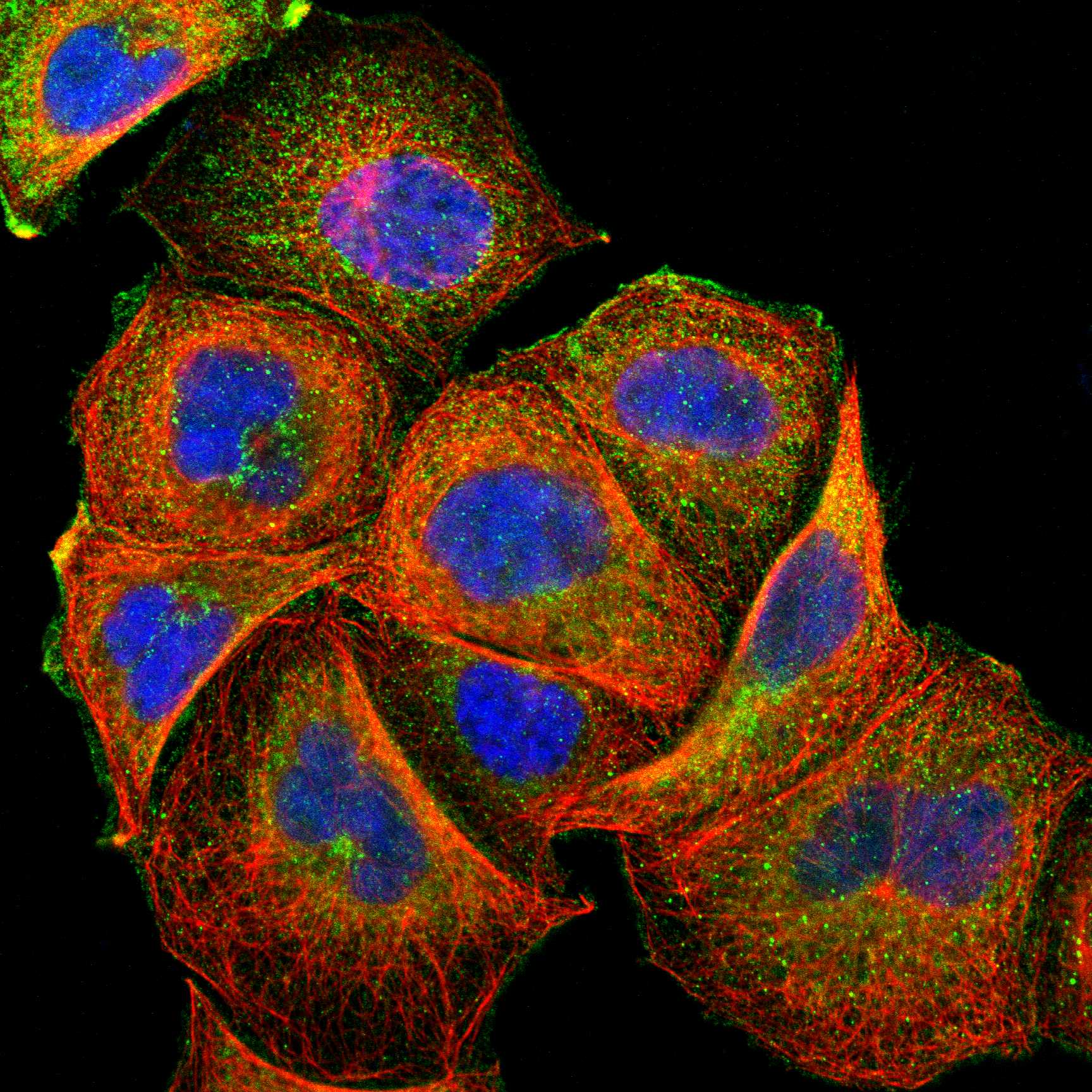 FMNL3 fluorescence