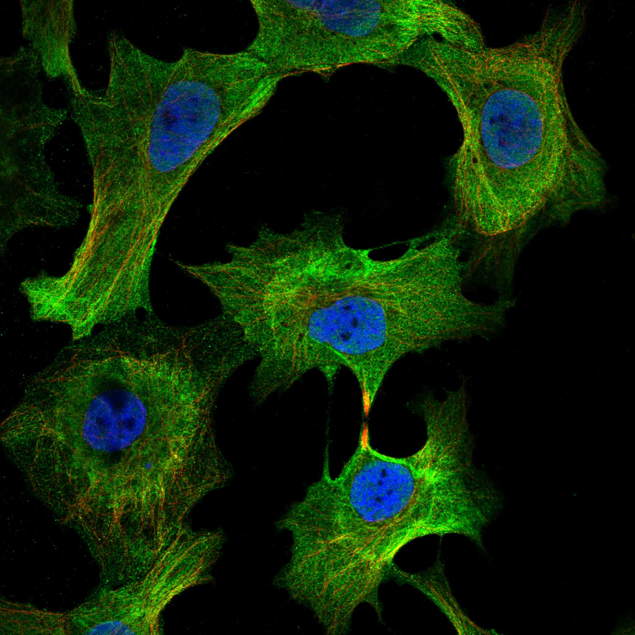 FRMD7 fluorescence