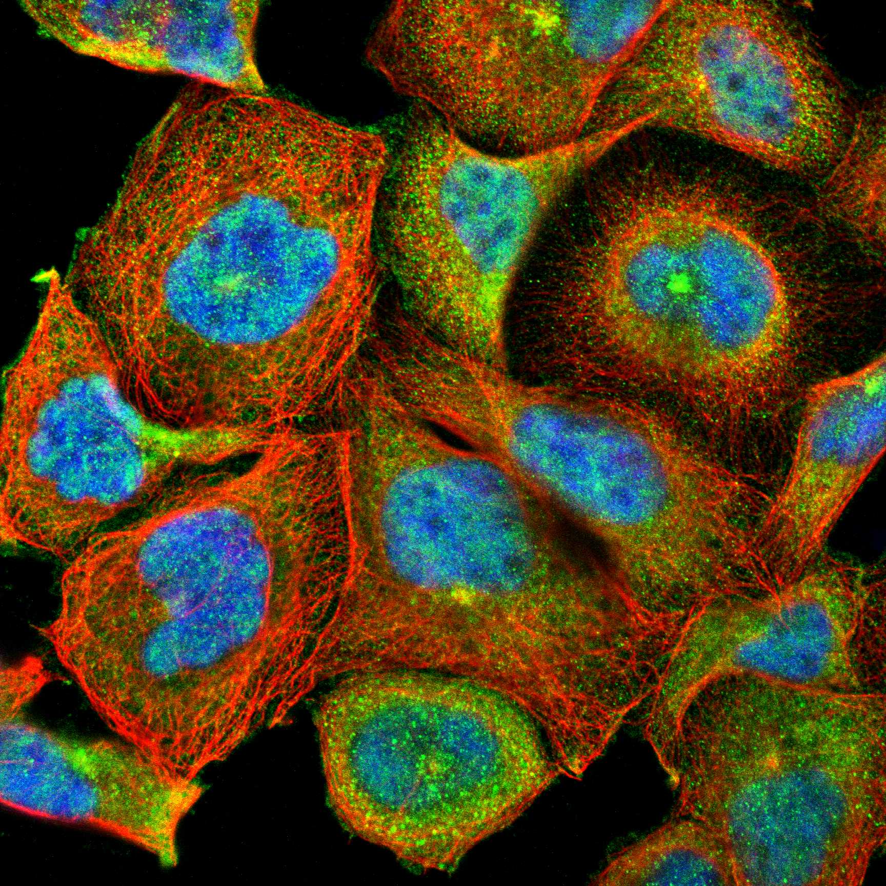 FRMD8 fluorescence