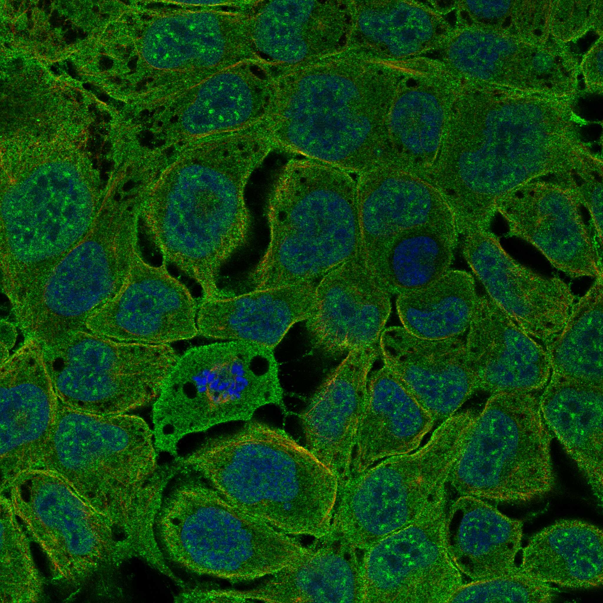 FRS2 fluorescence