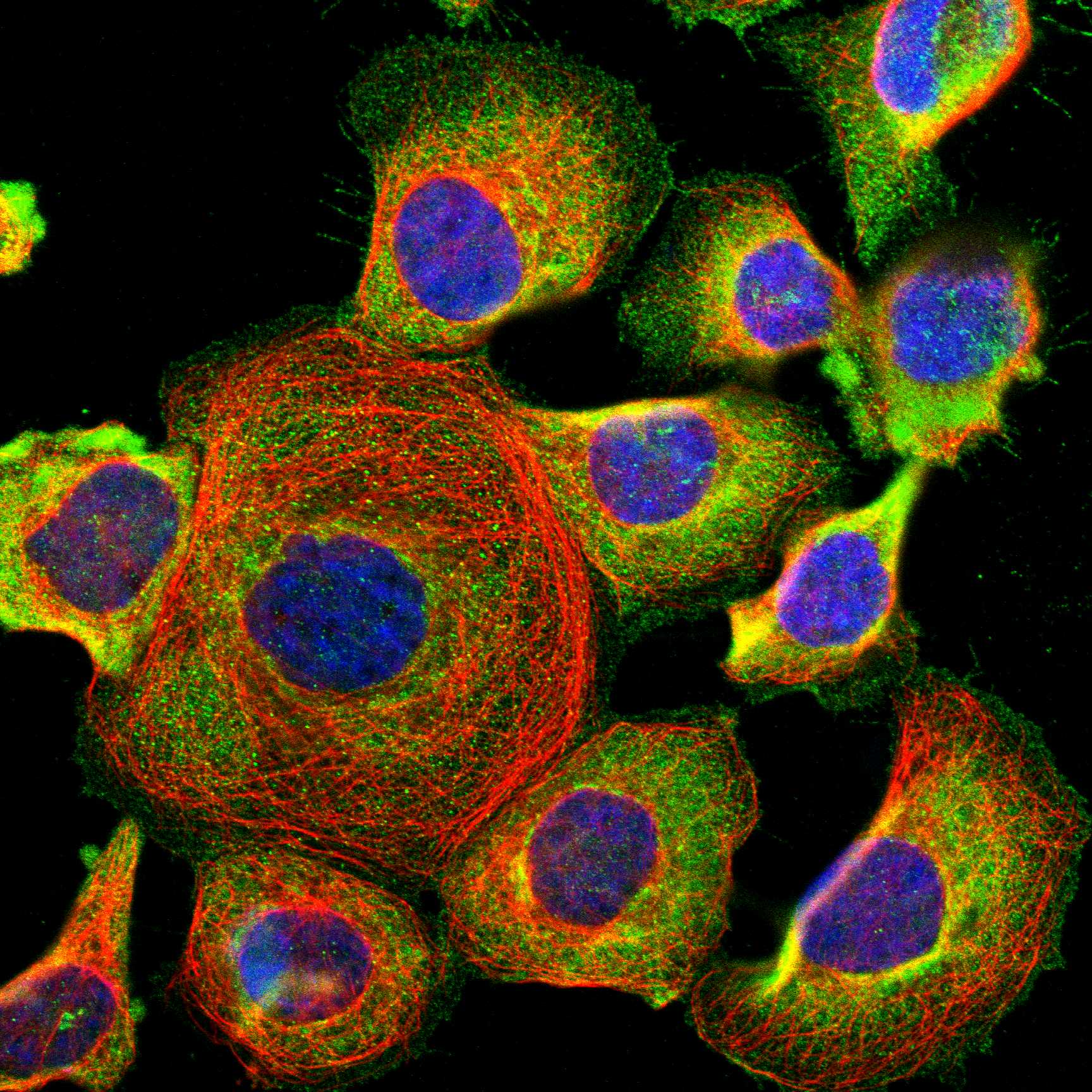 FUT2 fluorescence