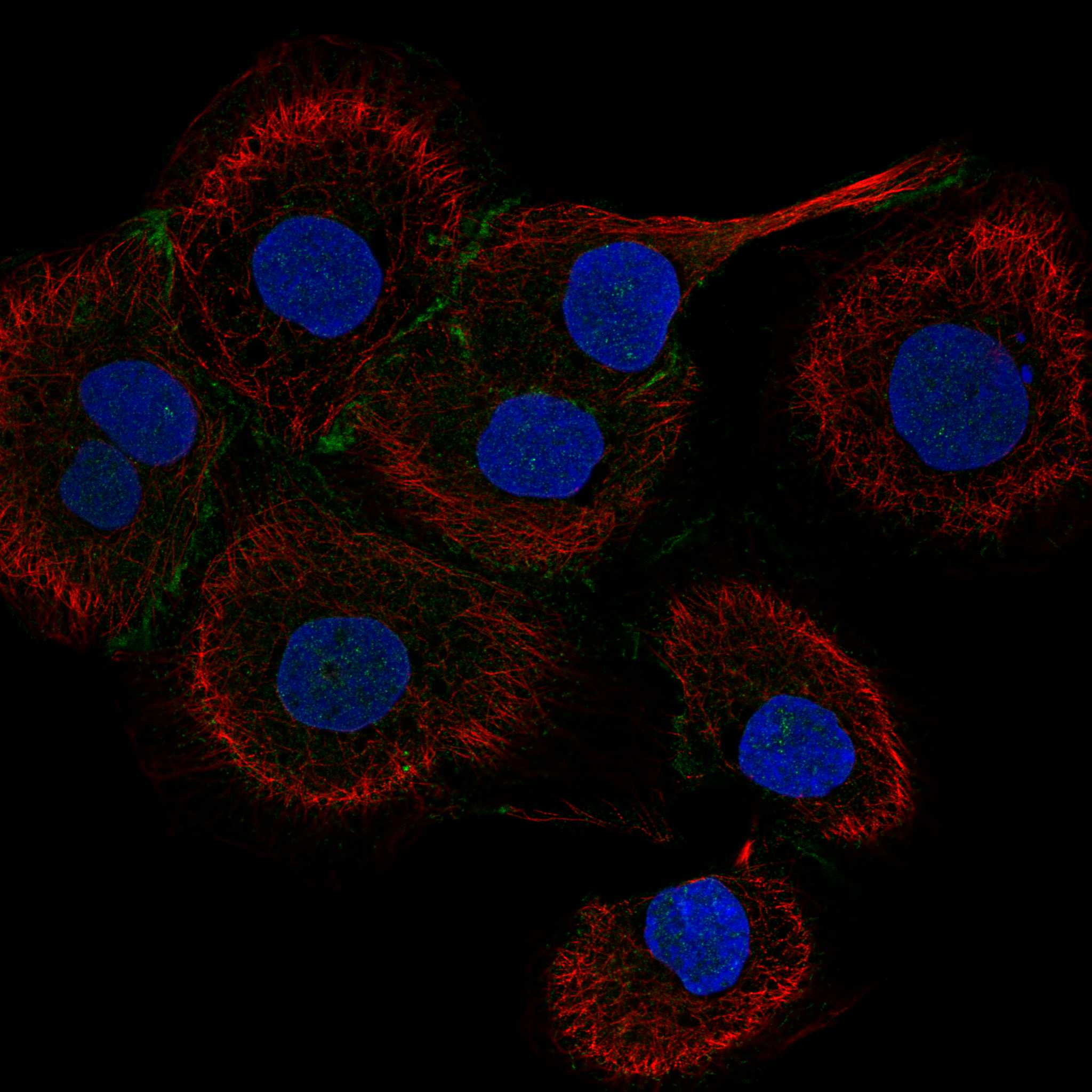 FYB1 fluorescence