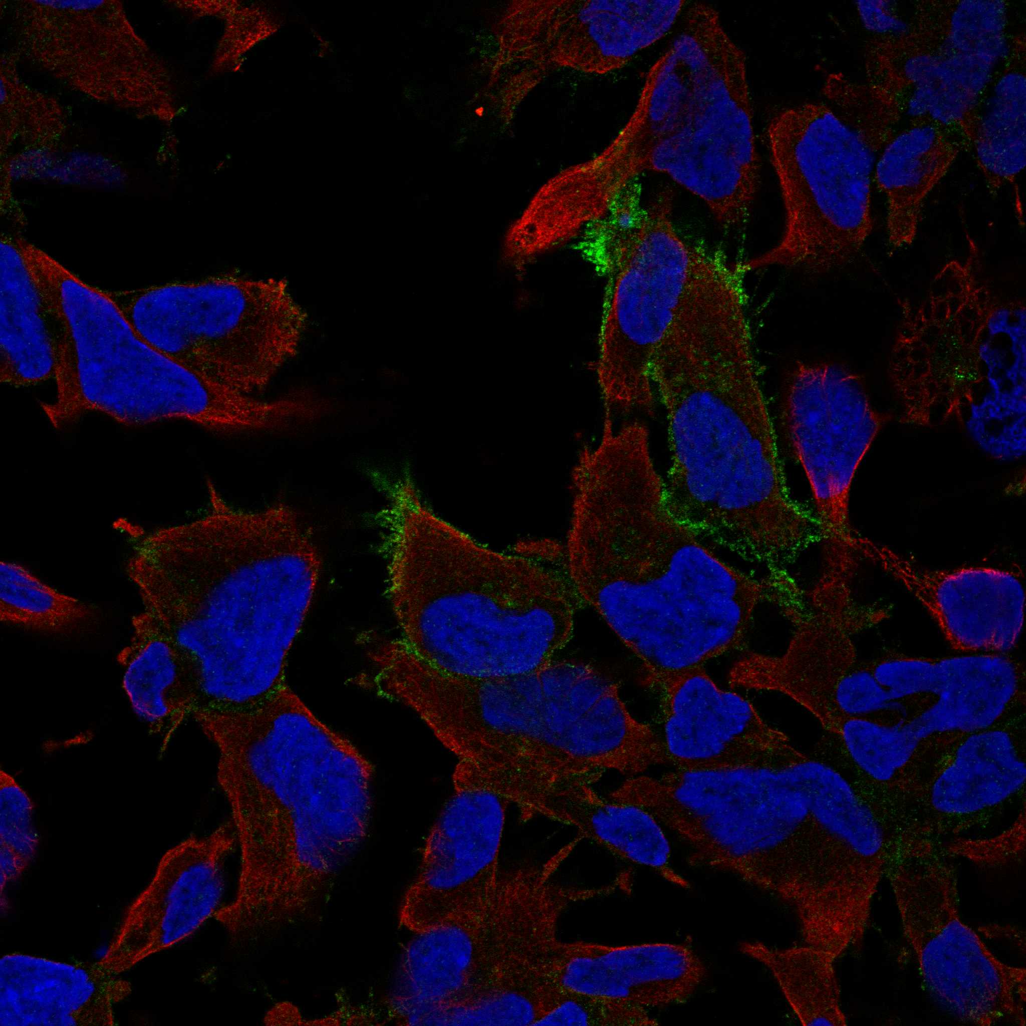 FYN fluorescence