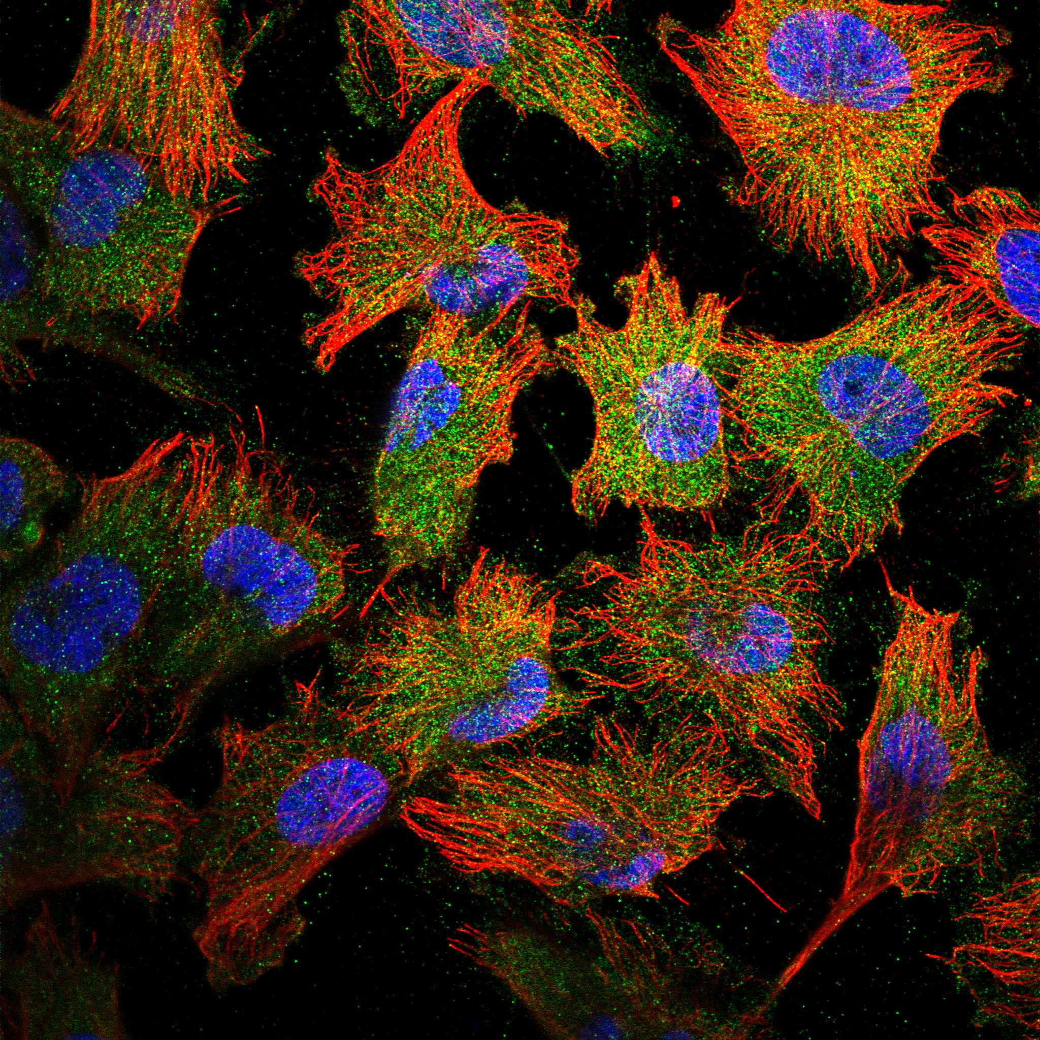 FZD1 fluorescence