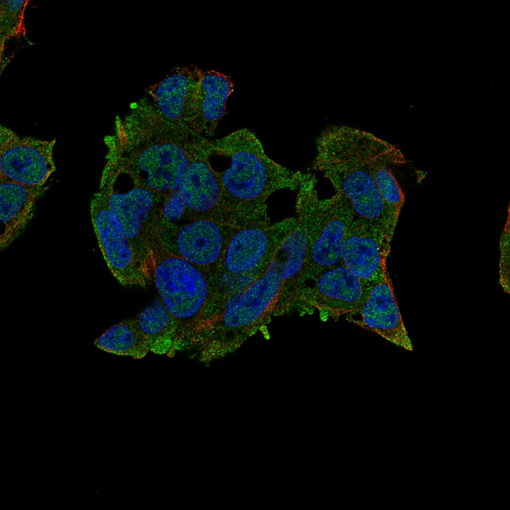 FZD4 fluorescence