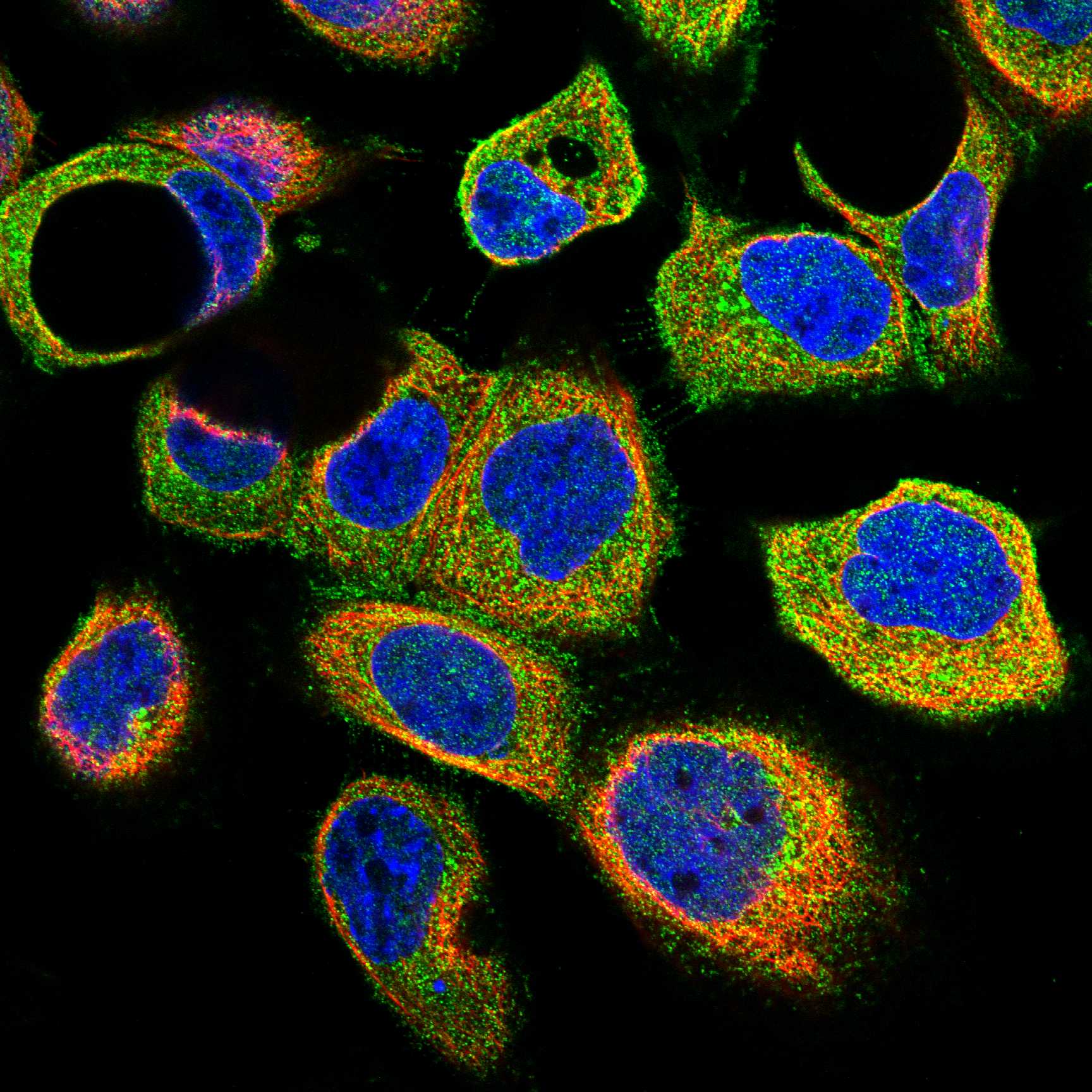 FZD6 fluorescence